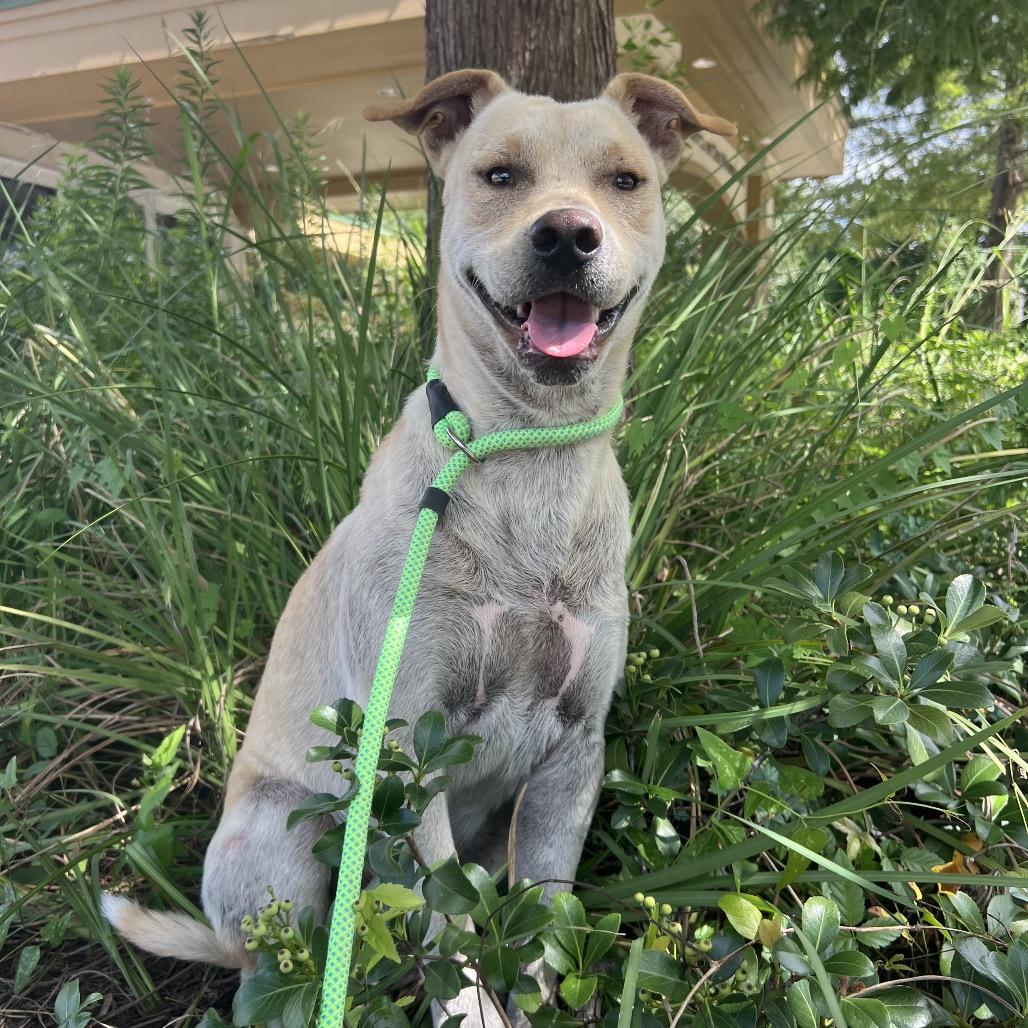 Tamale, Adoptable, Adult Male Yellow Labrador Retriever.