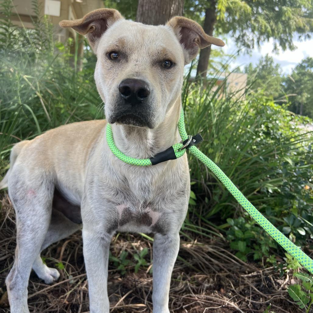 Tamale, a Adoptable Yellow Labrador Retriever in Middleton, WI image 2/6