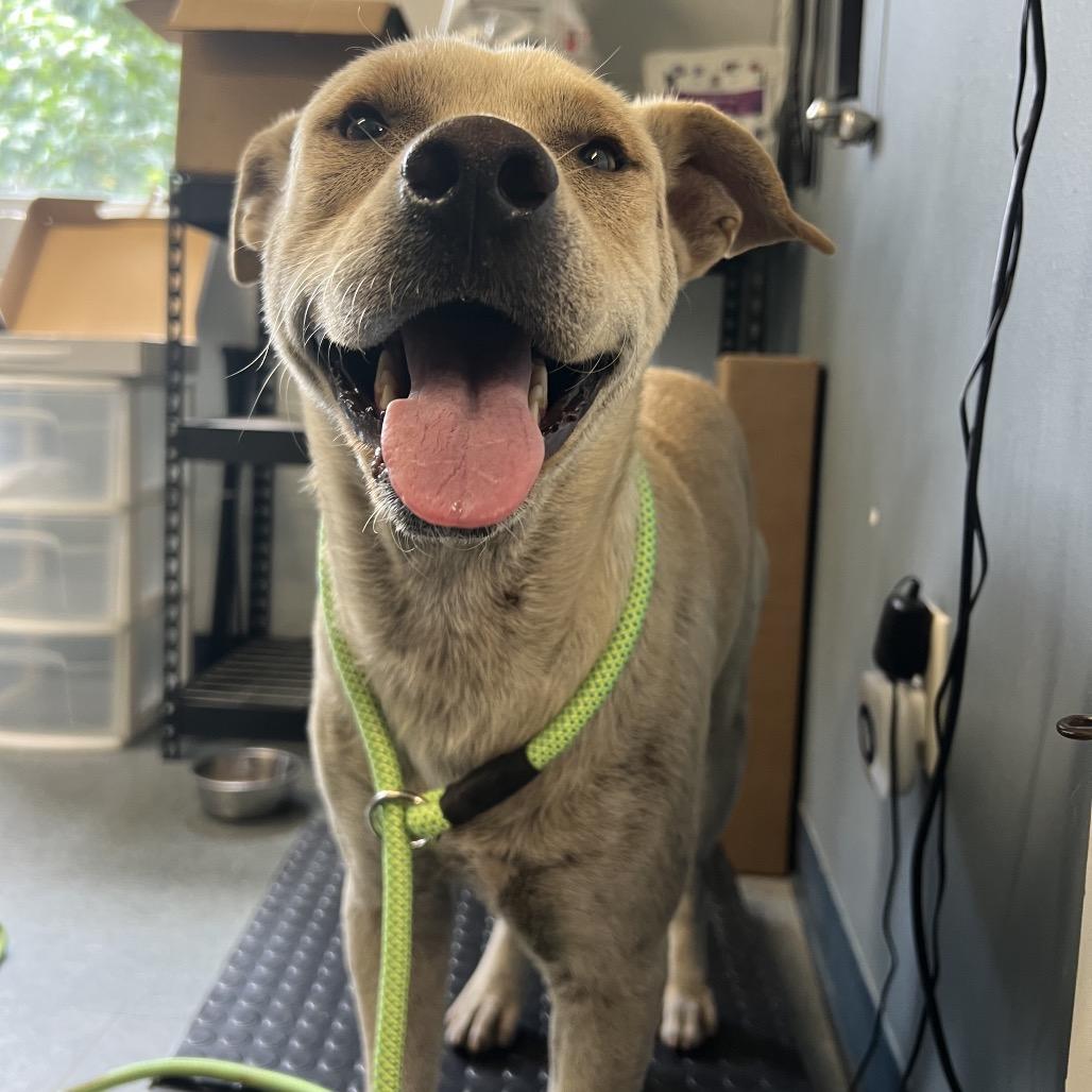 Tamale, a Adoptable Yellow Labrador Retriever in Middleton, WI image 3/6