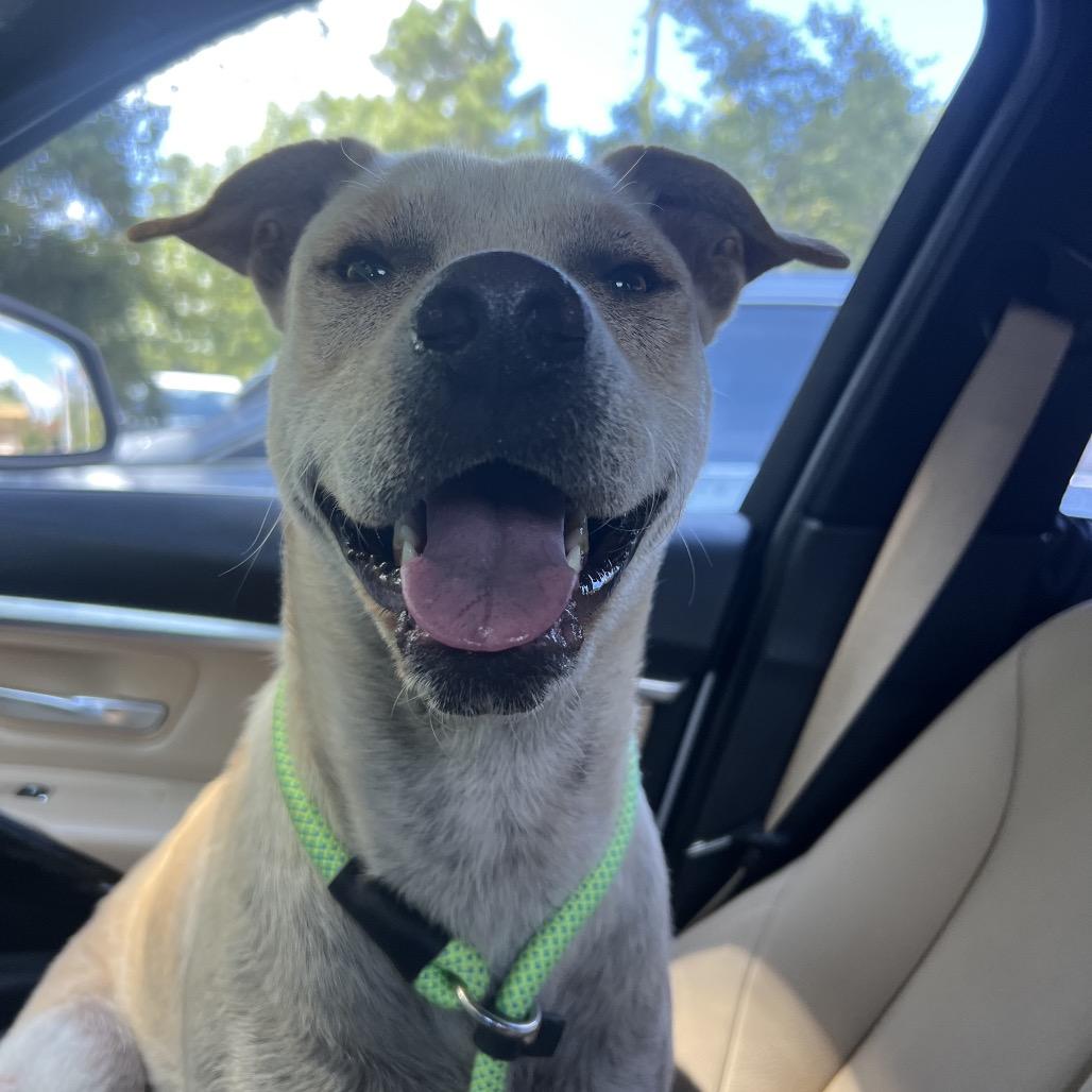 Tamale, a Adoptable Yellow Labrador Retriever in Middleton, WI image 6/6