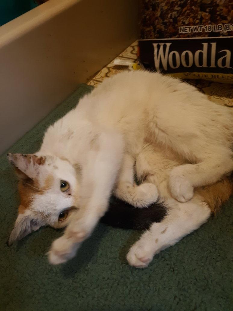 Shirley D, Adopted, Kitten Female Domestic Short Hair.