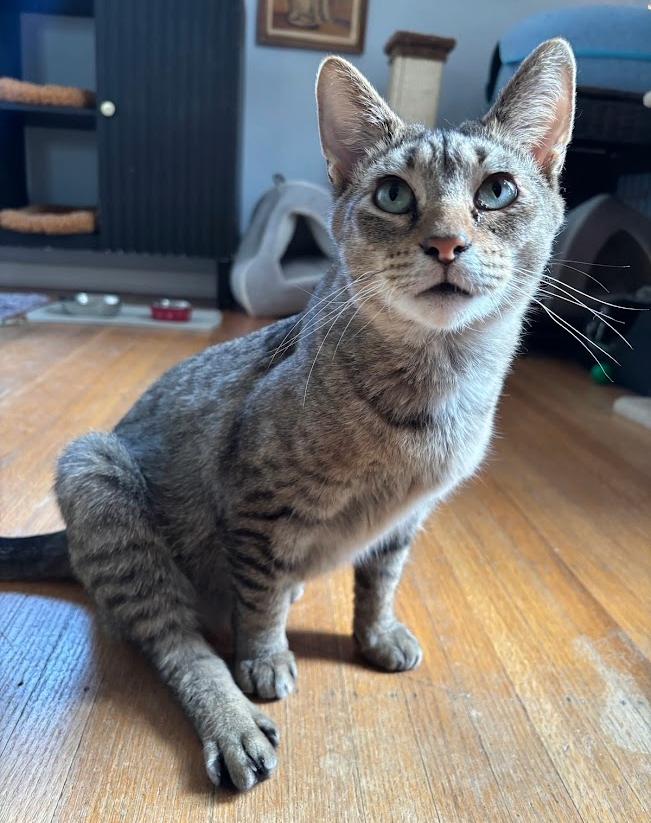 Enlarge Sierra, a Adoptable Tabby in Indianapolis, IN image 2/5