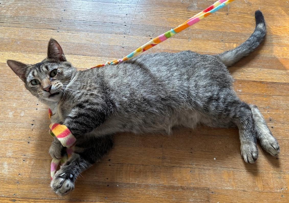 Enlarge Sierra, a Adoptable Tabby in Indianapolis, IN image 3/5