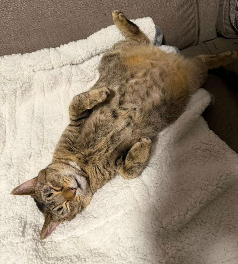 Sierra, Adoptable, Adult Female Tabby.