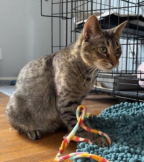 Enlarge Sierra, a Adoptable Tabby in Indianapolis, IN image 4/5