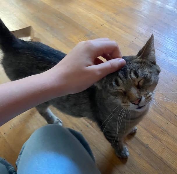 Enlarge Sierra, a Adoptable Tabby in Indianapolis, IN image 5/5