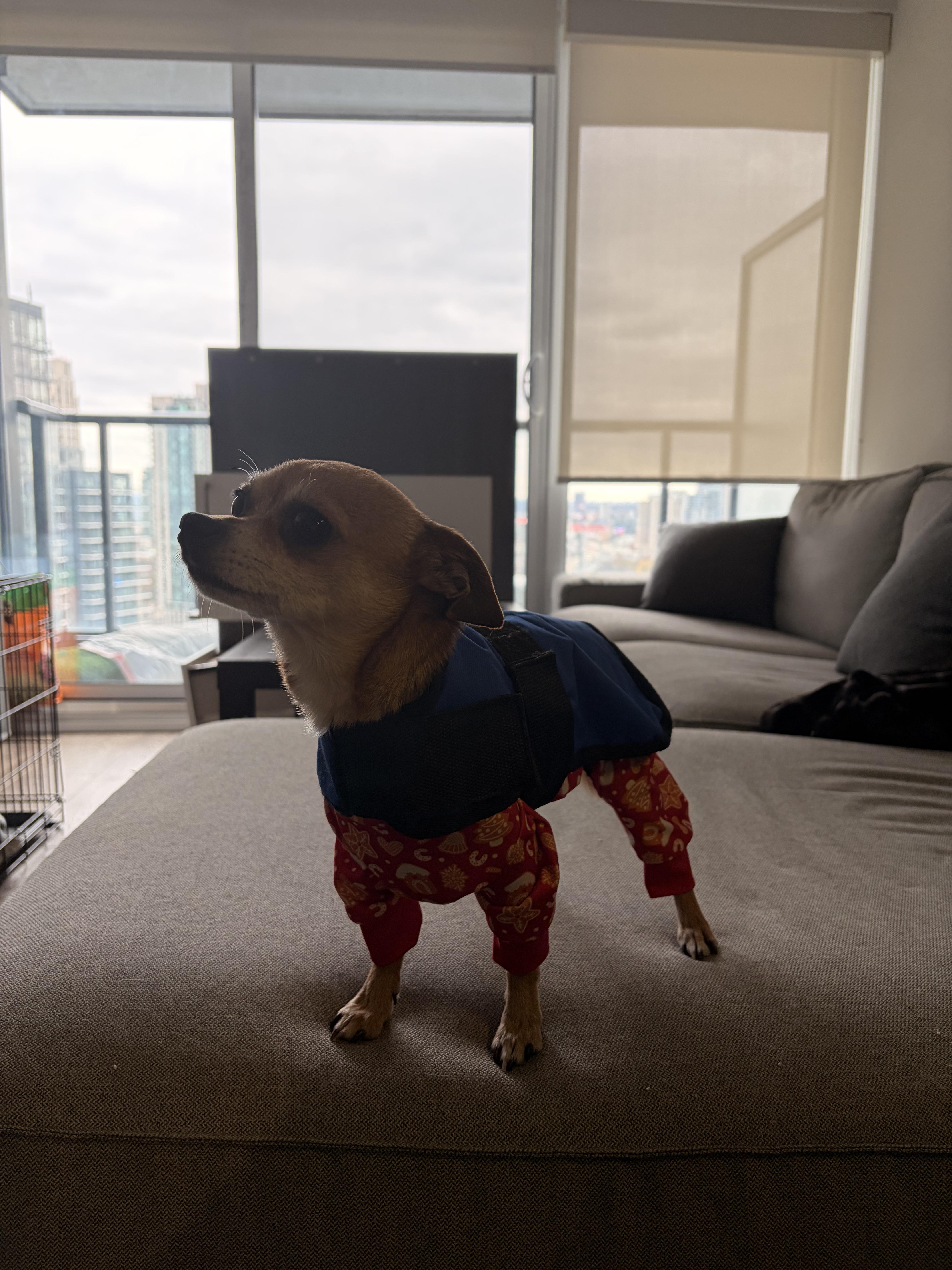 Rocky, a ADOPTABLE mixed breed in London, ON image 6/6