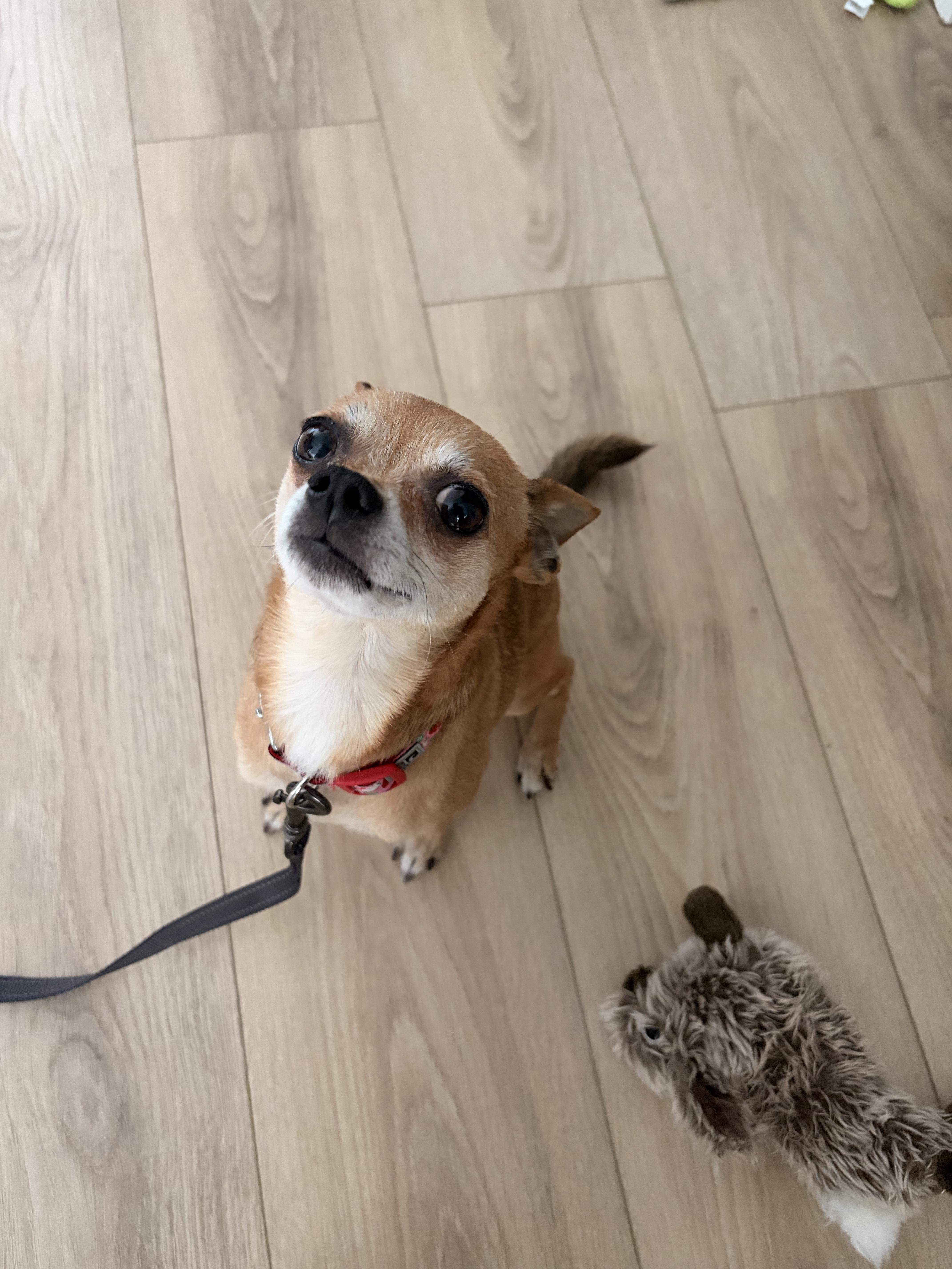 Rocky, a ADOPTABLE mixed breed in London, ON image 2/6