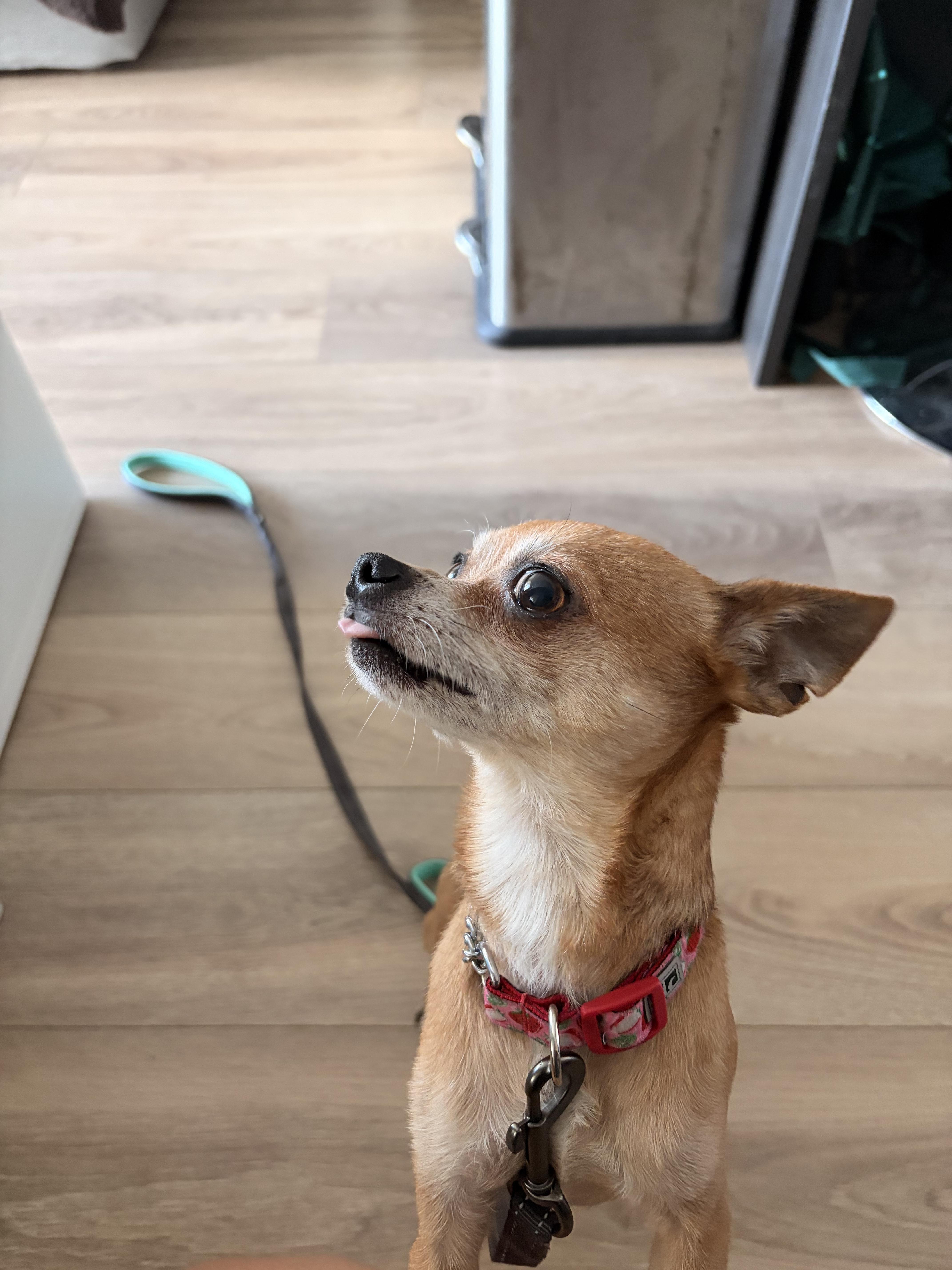 Rocky, ADOPTABLE, Adult Male Mixed Breed.