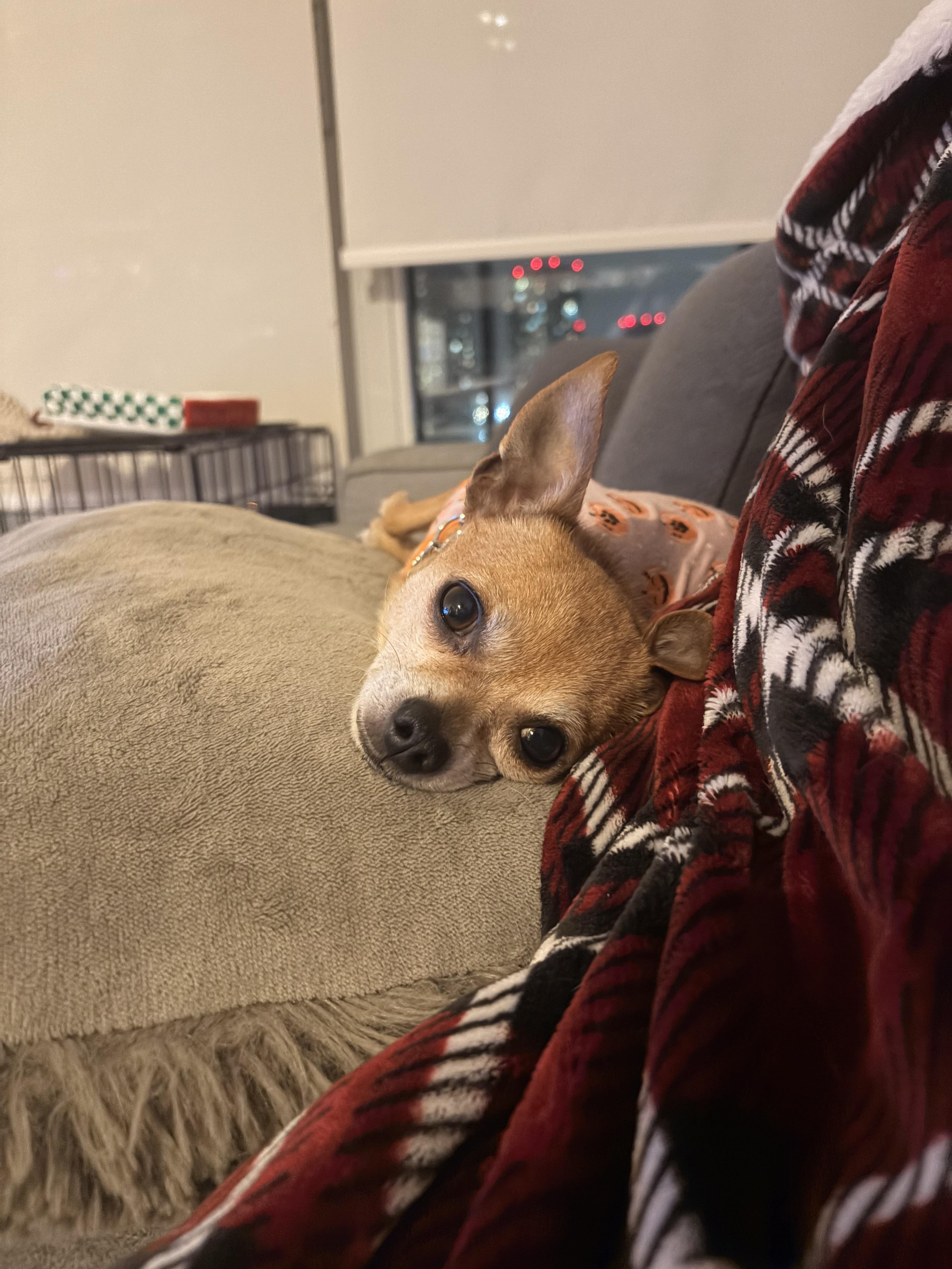 Rocky, a ADOPTABLE mixed breed in London, ON image 3/6