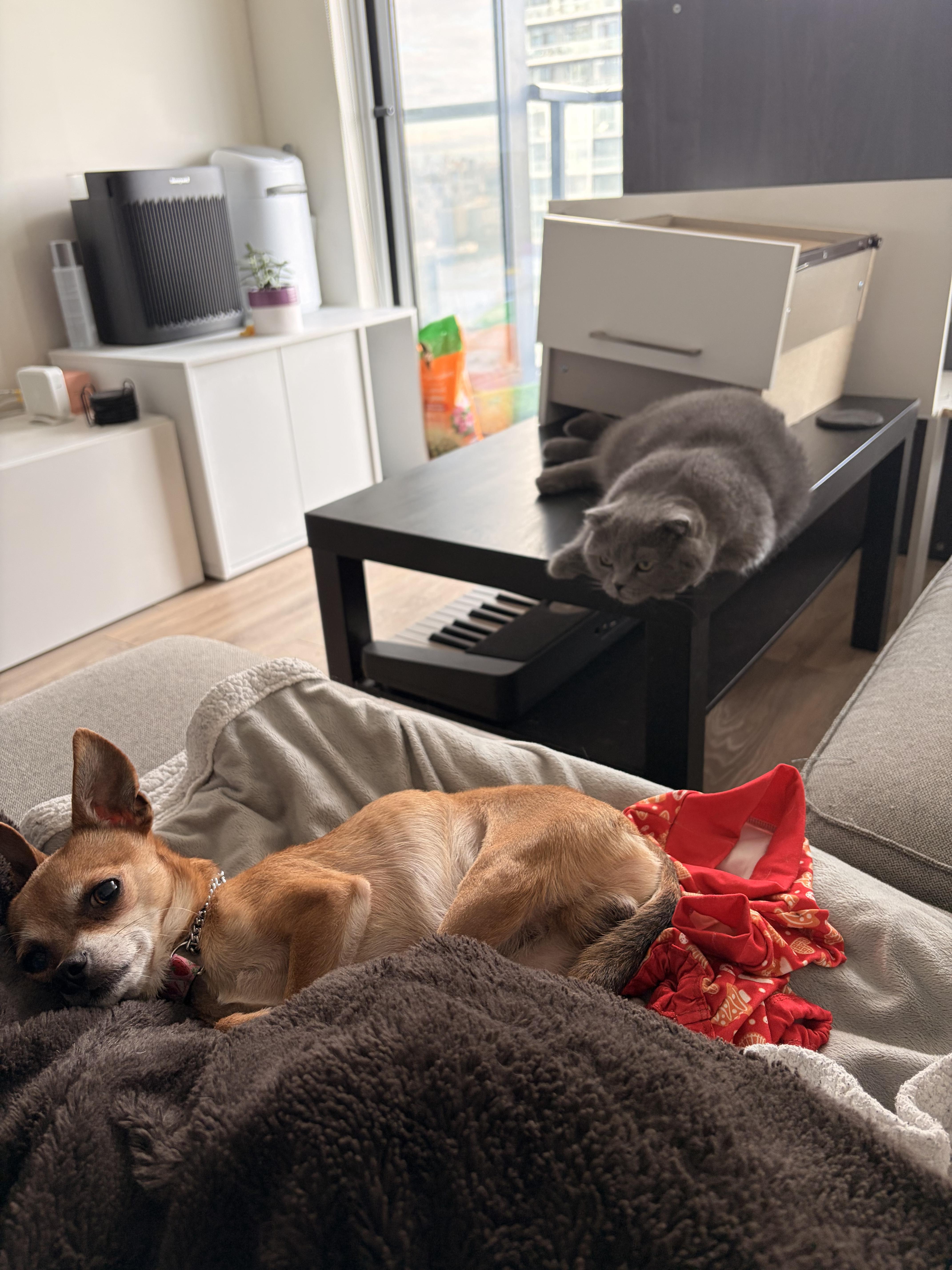 Rocky, a ADOPTABLE mixed breed in London, ON image 4/6