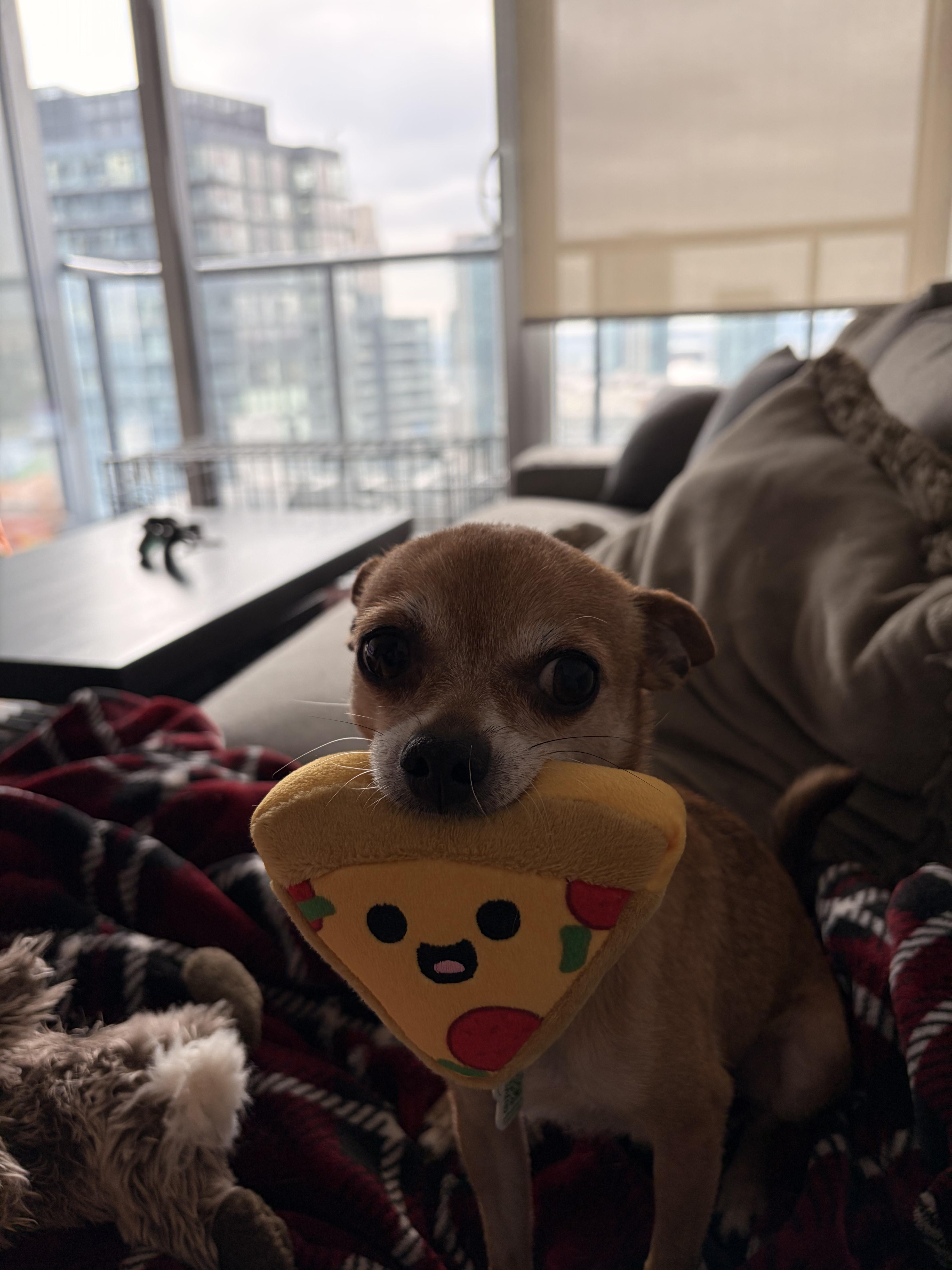 Rocky, a ADOPTABLE mixed breed in London, ON image 5/6