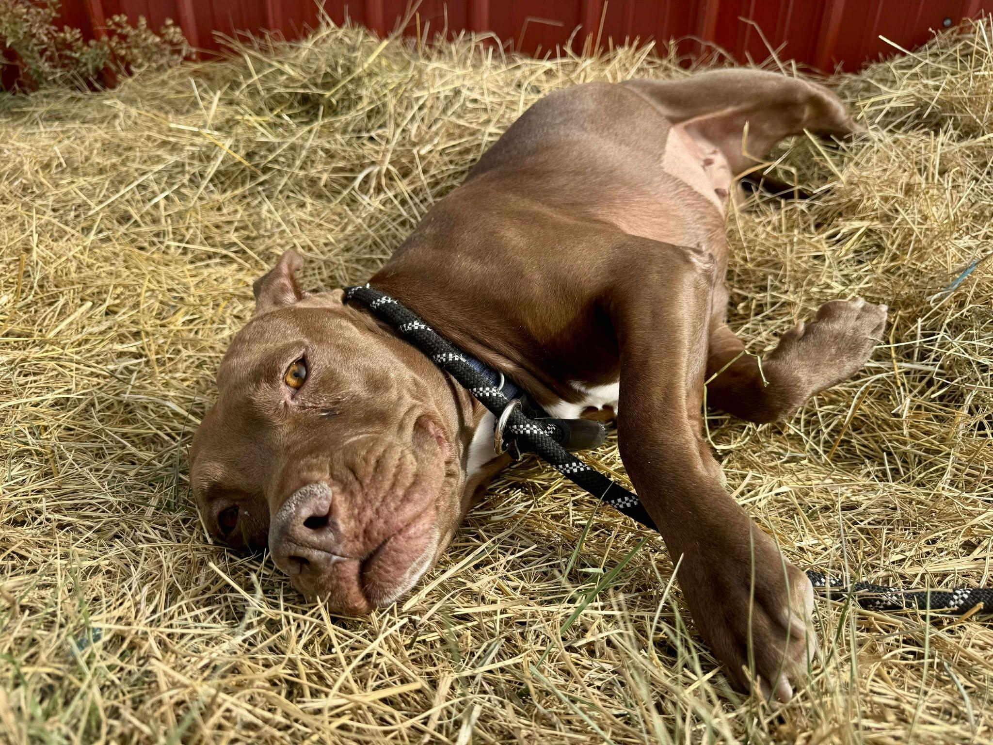 Enlarge Silly, a Adoptable American Staffordshire Terrier in RYE, CO image 3/4