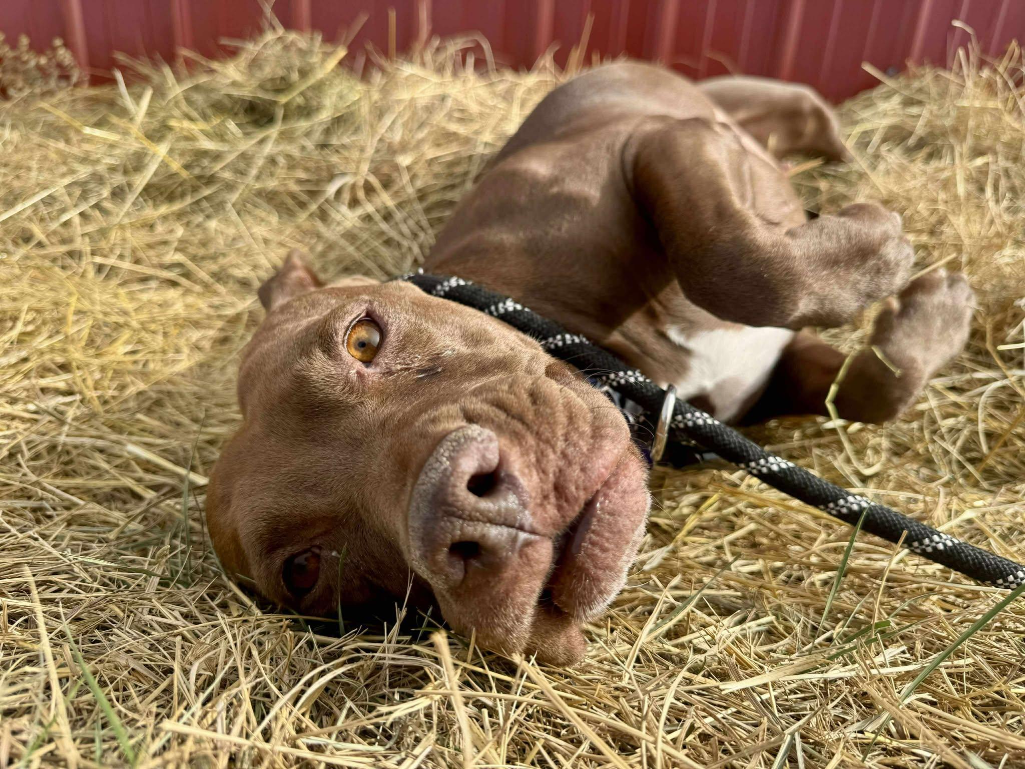Enlarge Silly, a Adoptable American Staffordshire Terrier in RYE, CO image 1/4