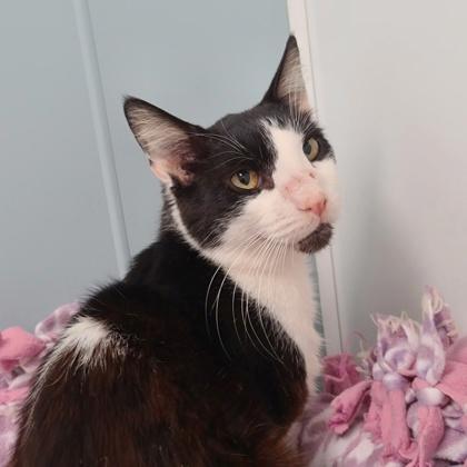 Biscuit, a Adoptable mixed breed in Verona, WI image 3/3