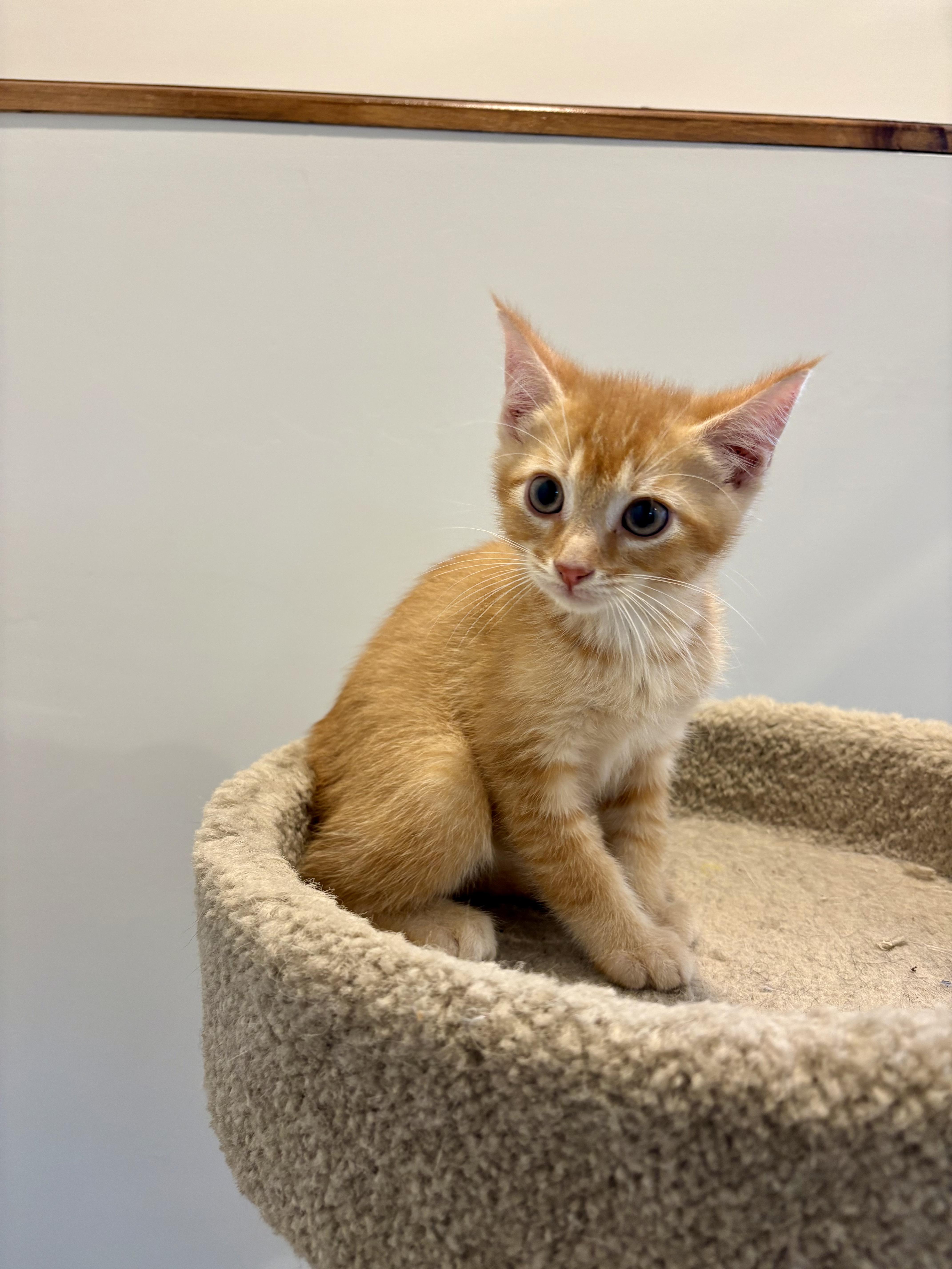 Enlarge Sunny, a Adoptable Domestic Short Hair in Wakefield, QC image 2/5