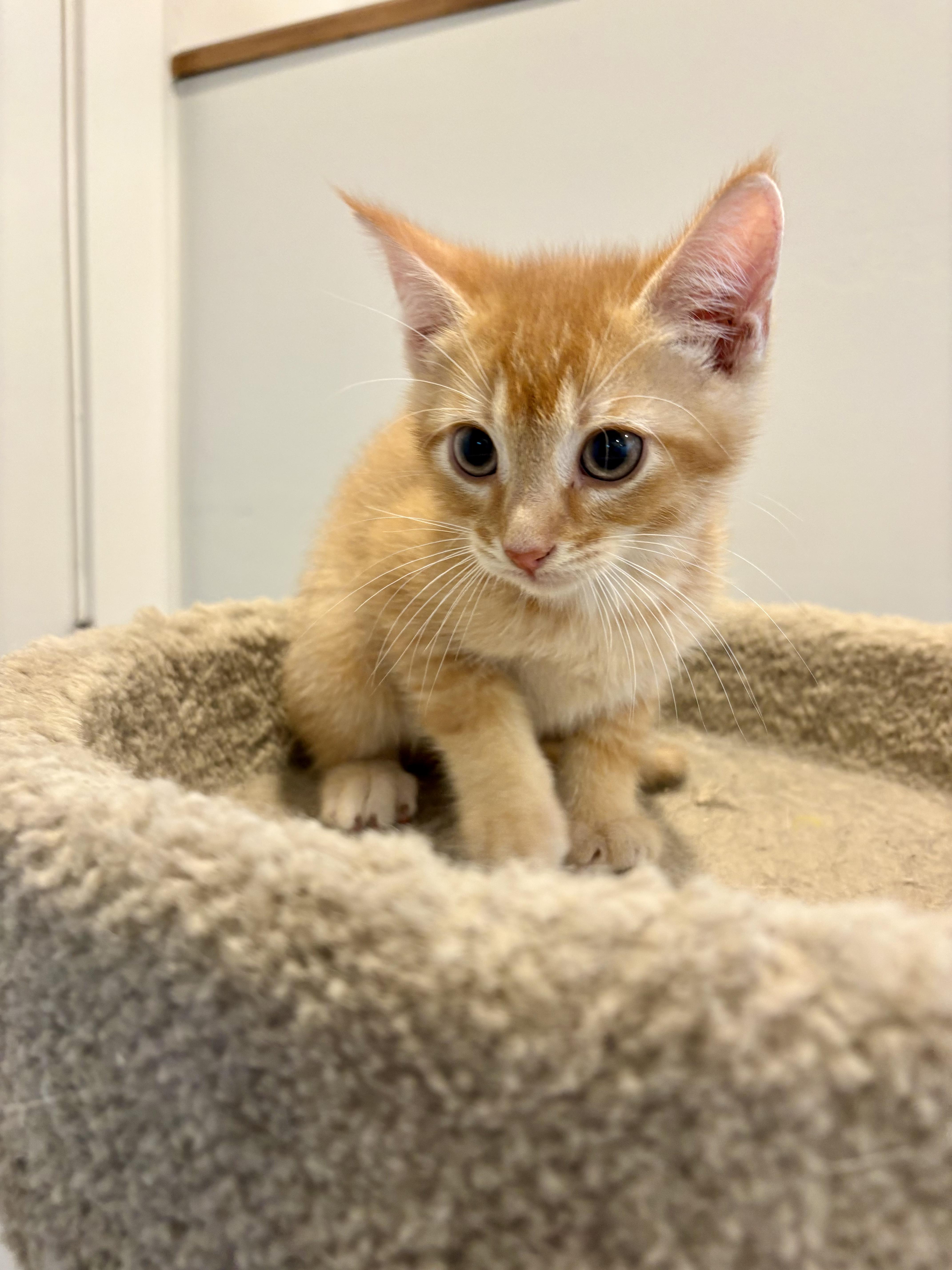 Sunny, Adoptable, Kitten Male Domestic Short Hair.