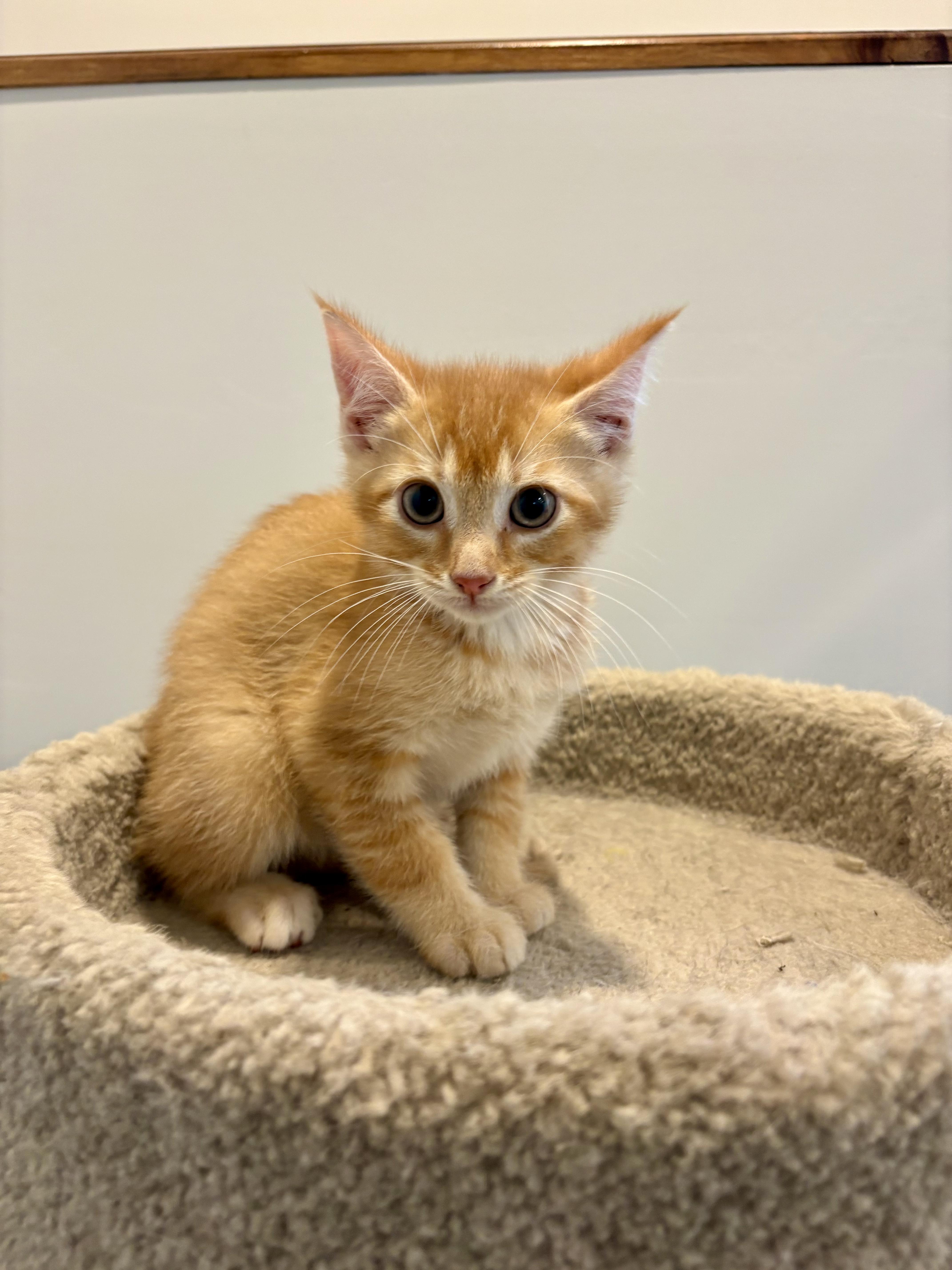 Enlarge Sunny, a Adoptable Domestic Short Hair in Wakefield, QC image 3/5