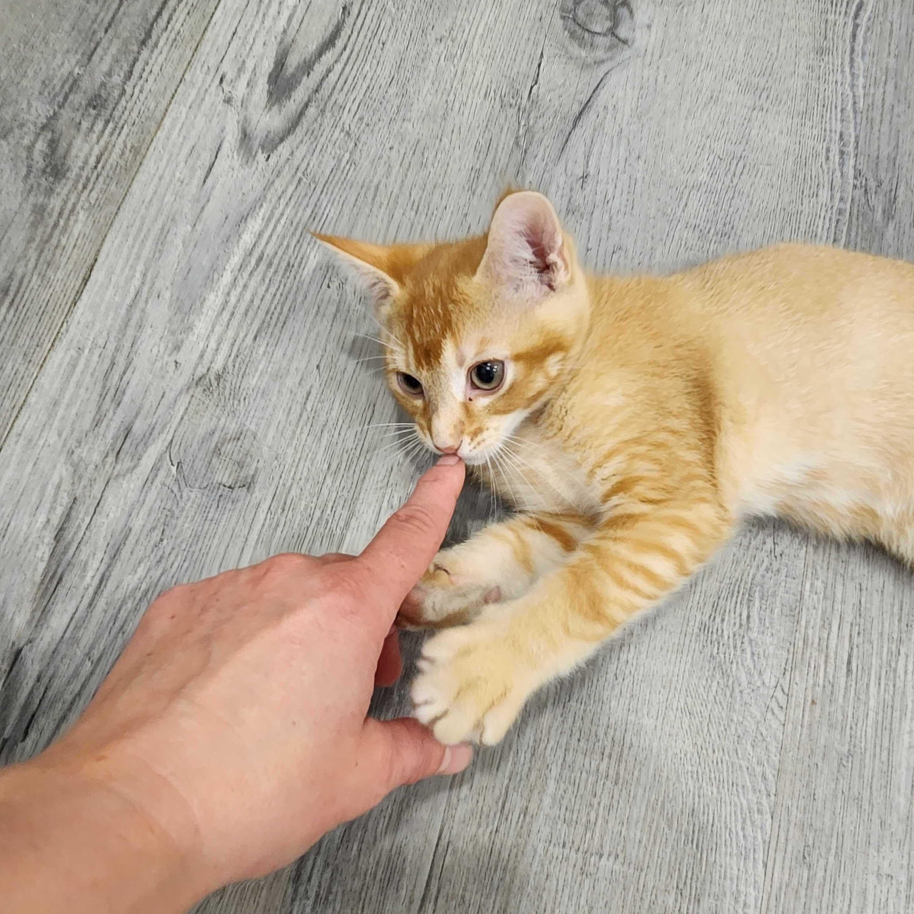 Sunny, Adoptable, Kitten Male Domestic Short Hair.