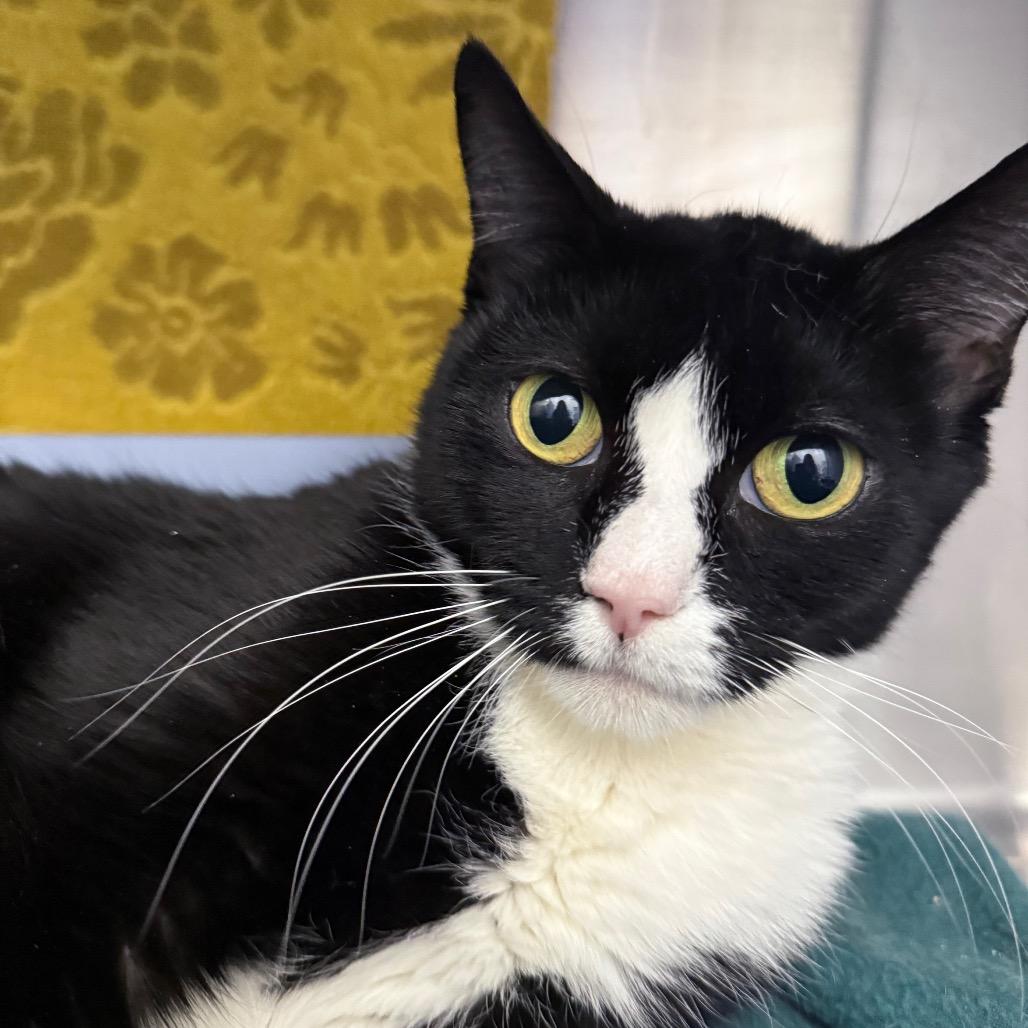 RoRo, Adoptable, Adult Female Domestic Short Hair.