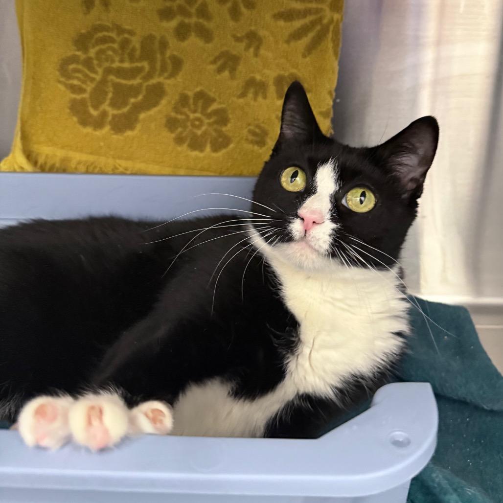 Enlarge RoRo, a Adoptable Domestic Short Hair in Warwick, RI image 2/3