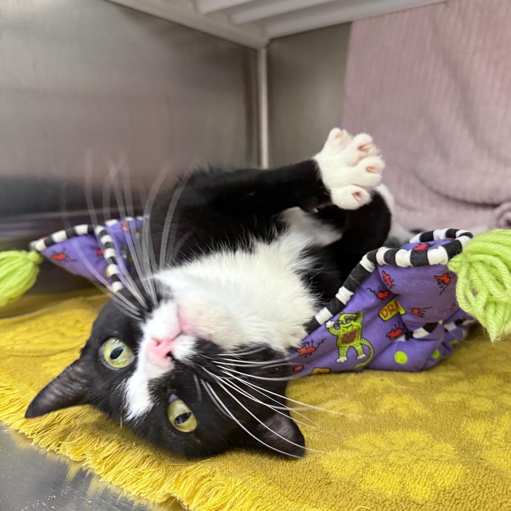 RoRo, Adoptable, Adult Female Domestic Short Hair.