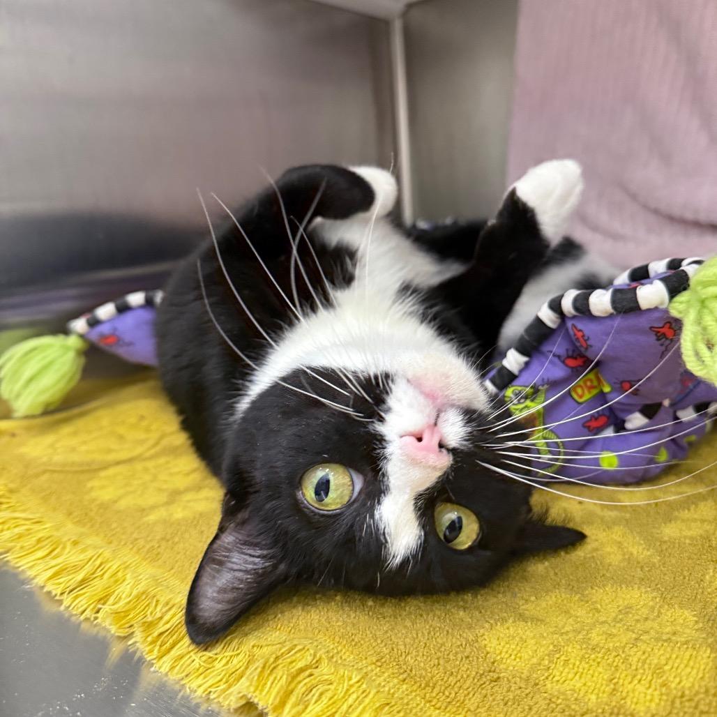 Enlarge RoRo, a Adoptable Domestic Short Hair in Warwick, RI image 2/6