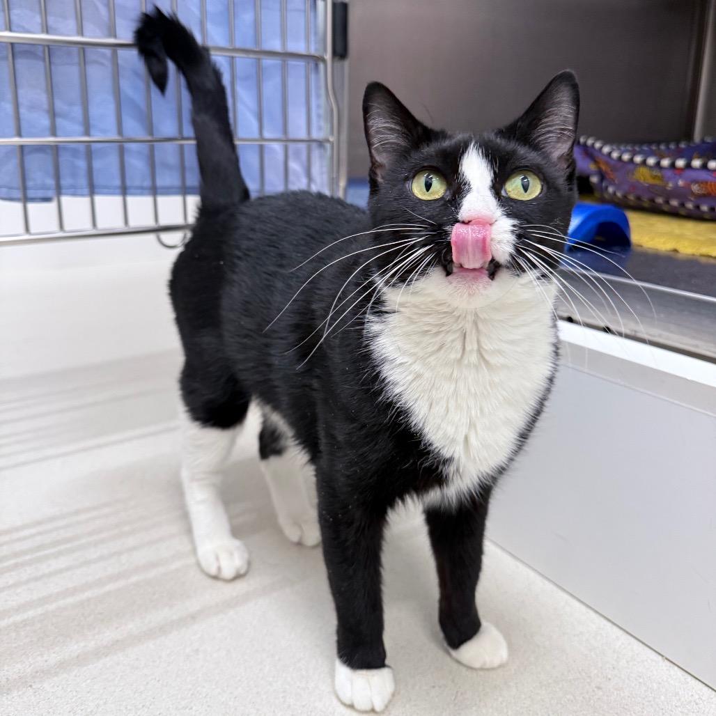 Enlarge RoRo, a Adoptable Domestic Short Hair in Warwick, RI image 3/6