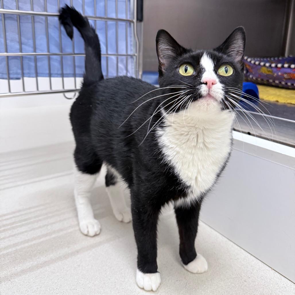 Enlarge RoRo, a Adoptable Domestic Short Hair in Warwick, RI image 4/6