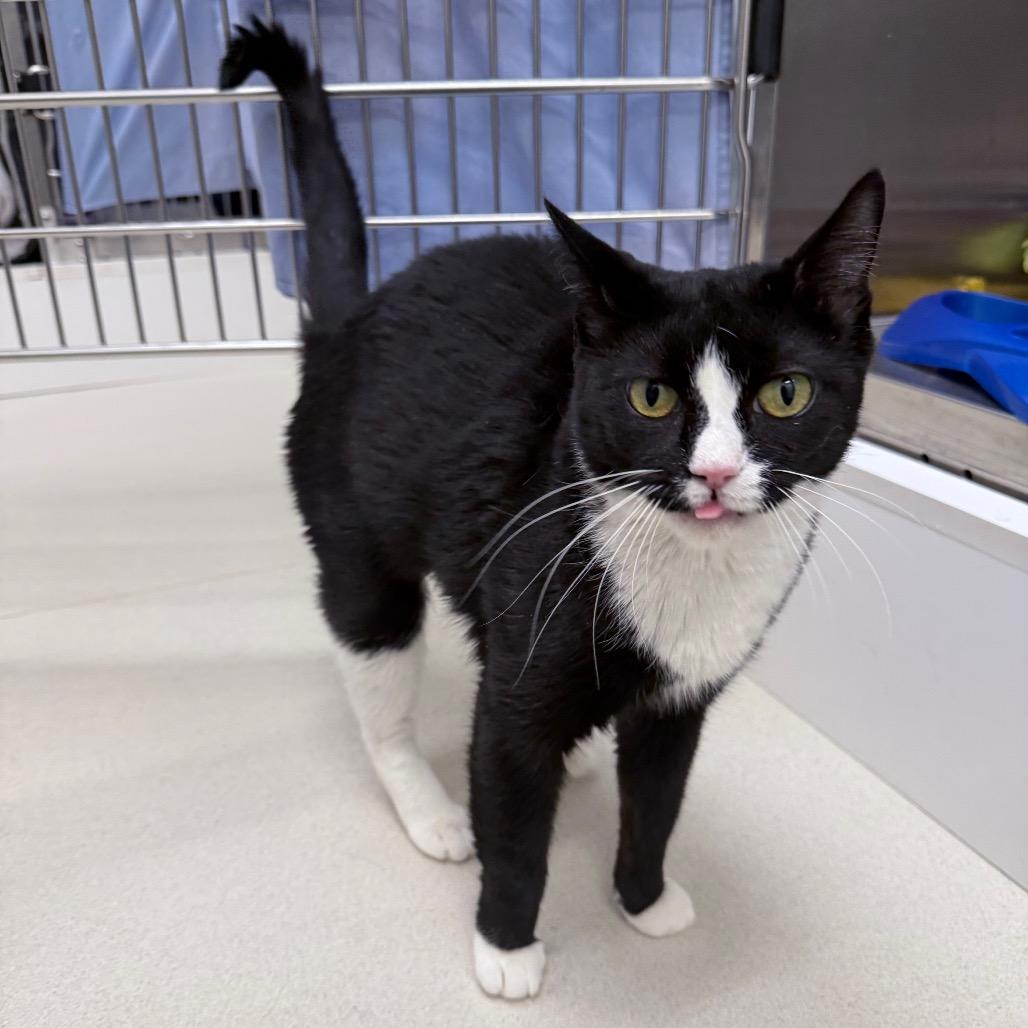 Enlarge RoRo, a Adoptable Domestic Short Hair in Warwick, RI image 5/6