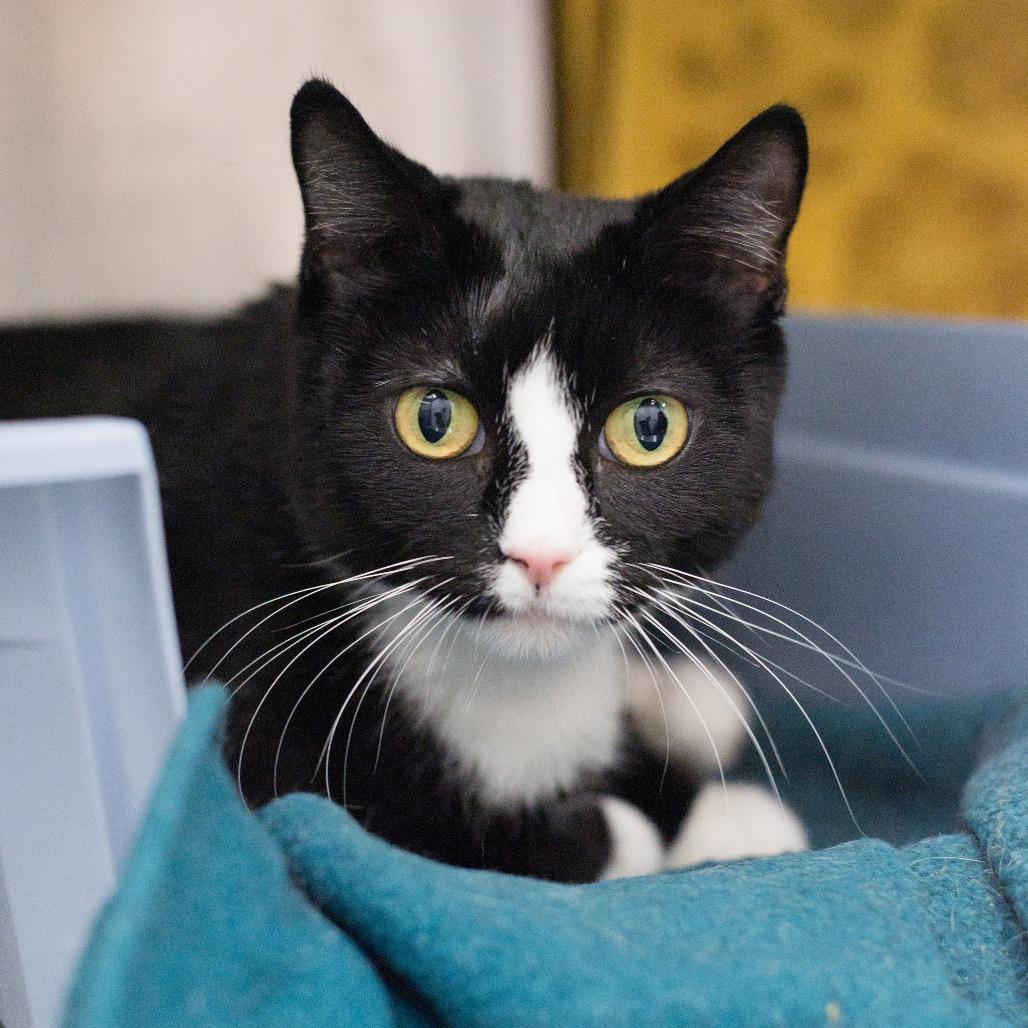 Enlarge RoRo, a Adoptable Domestic Short Hair in Warwick, RI image 3/3