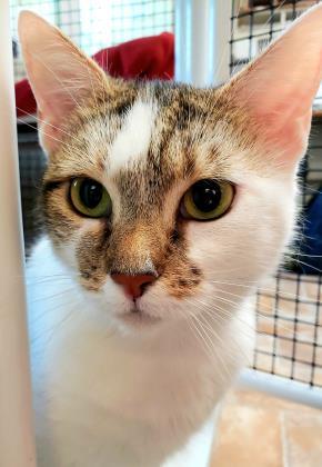 Carol Ann, ADOPTABLE, Senior Female Domestic Short Hair.