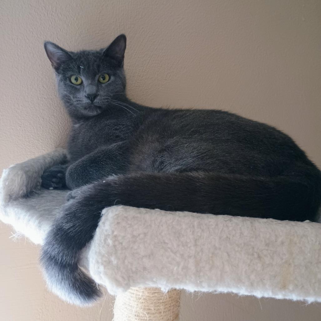 Enlarge Au Revoir, a Adoptable Domestic Short Hair in Davenport, IA image 1/2