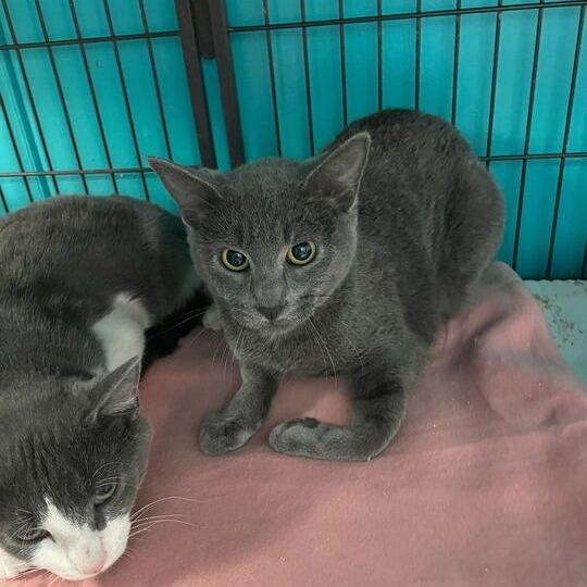 Au Revoir (Lost in Thee Boat), Adoptable, Young Female Domestic Short Hair.