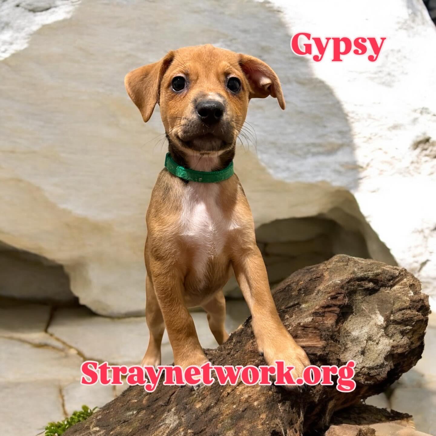 Gypsy