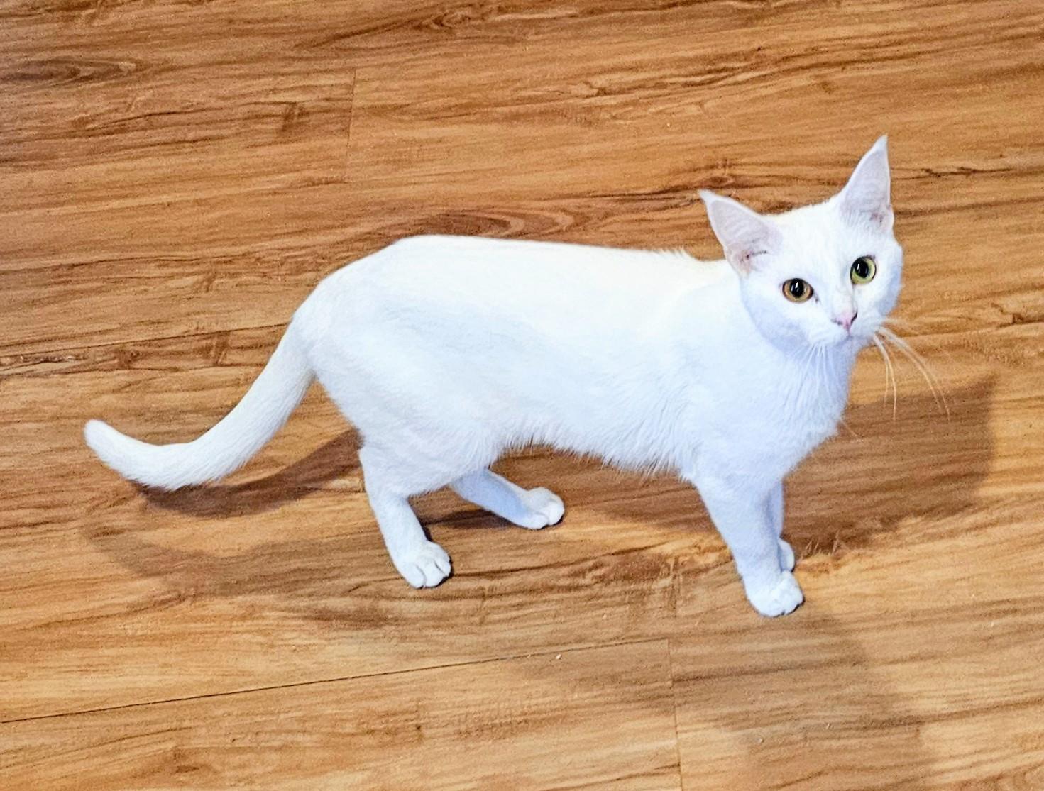 Cat for adoption - Belle, an Egyptian Mau & Domestic Short Hair Mix in ...