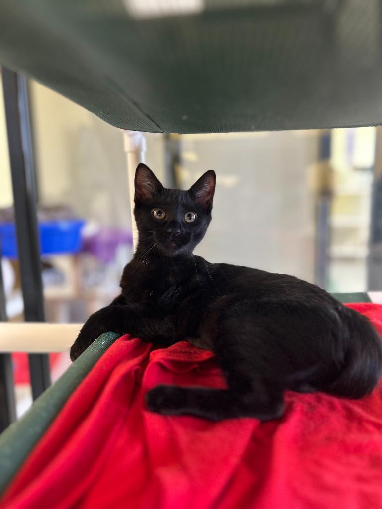 Ava, Adopted, Kitten Female Domestic Short Hair.