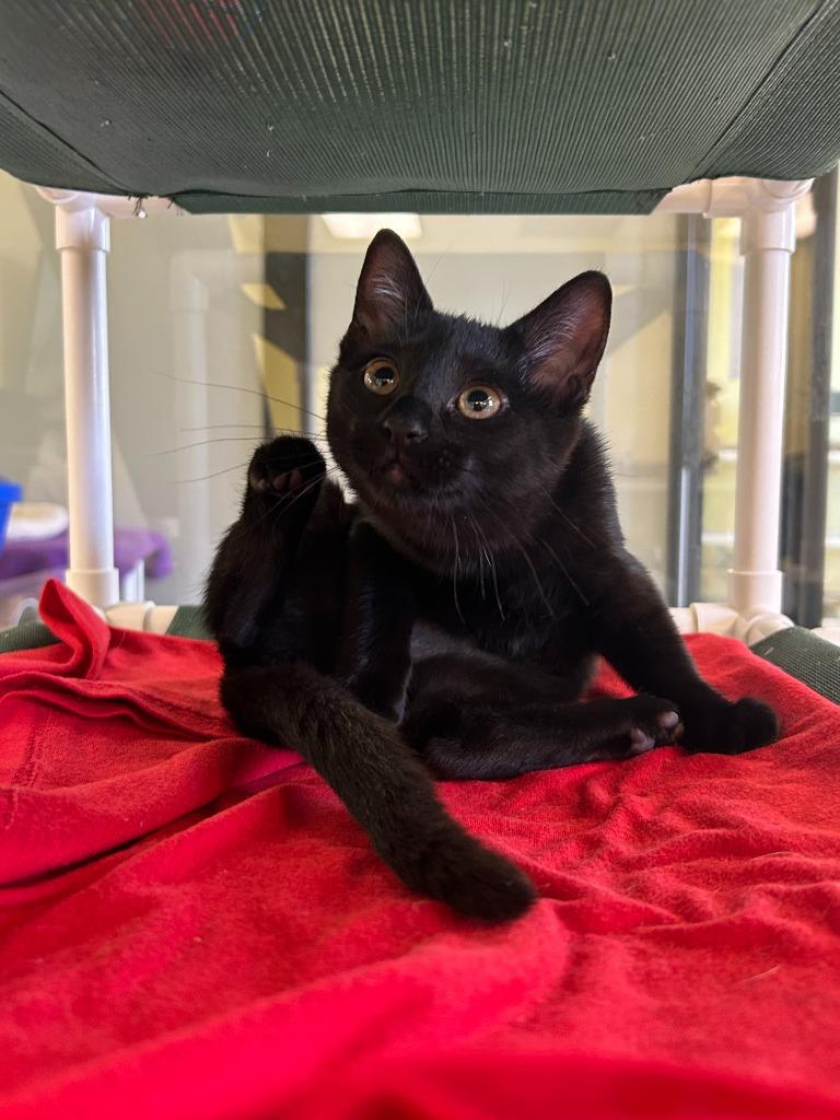 Enlarge Ava, a Adopted mixed breed in Blountville, TN image 2/4