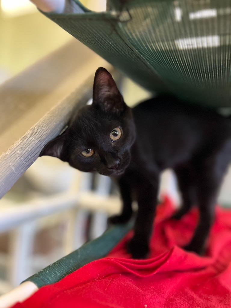 Enlarge Ava, a Adopted mixed breed in Blountville, TN image 3/4