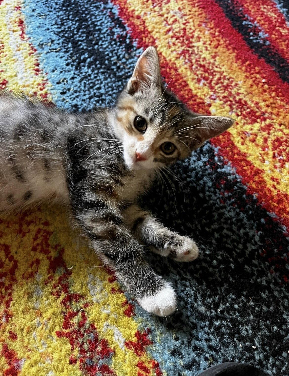 Chai, Adopted, Young Female Domestic Short Hair.