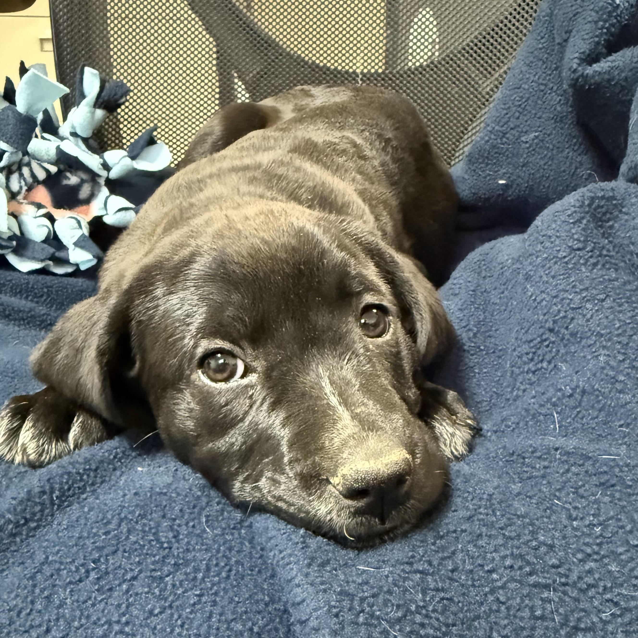 Enlarge Blue Bonnet, an adopted mixed breed in Columbia, SC image 2/4
