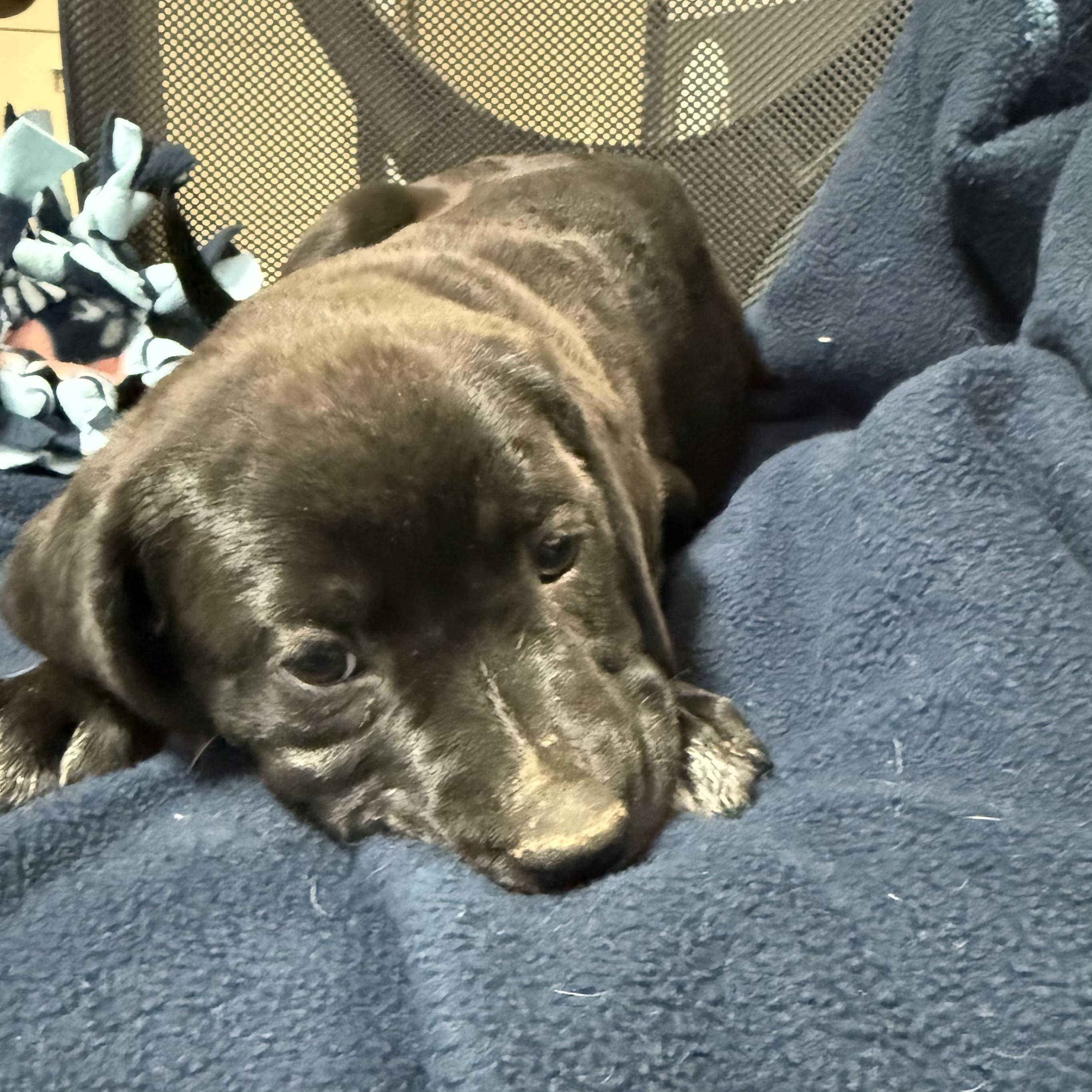 Enlarge Blue Bonnet, an adopted mixed breed in Columbia, SC image 3/4