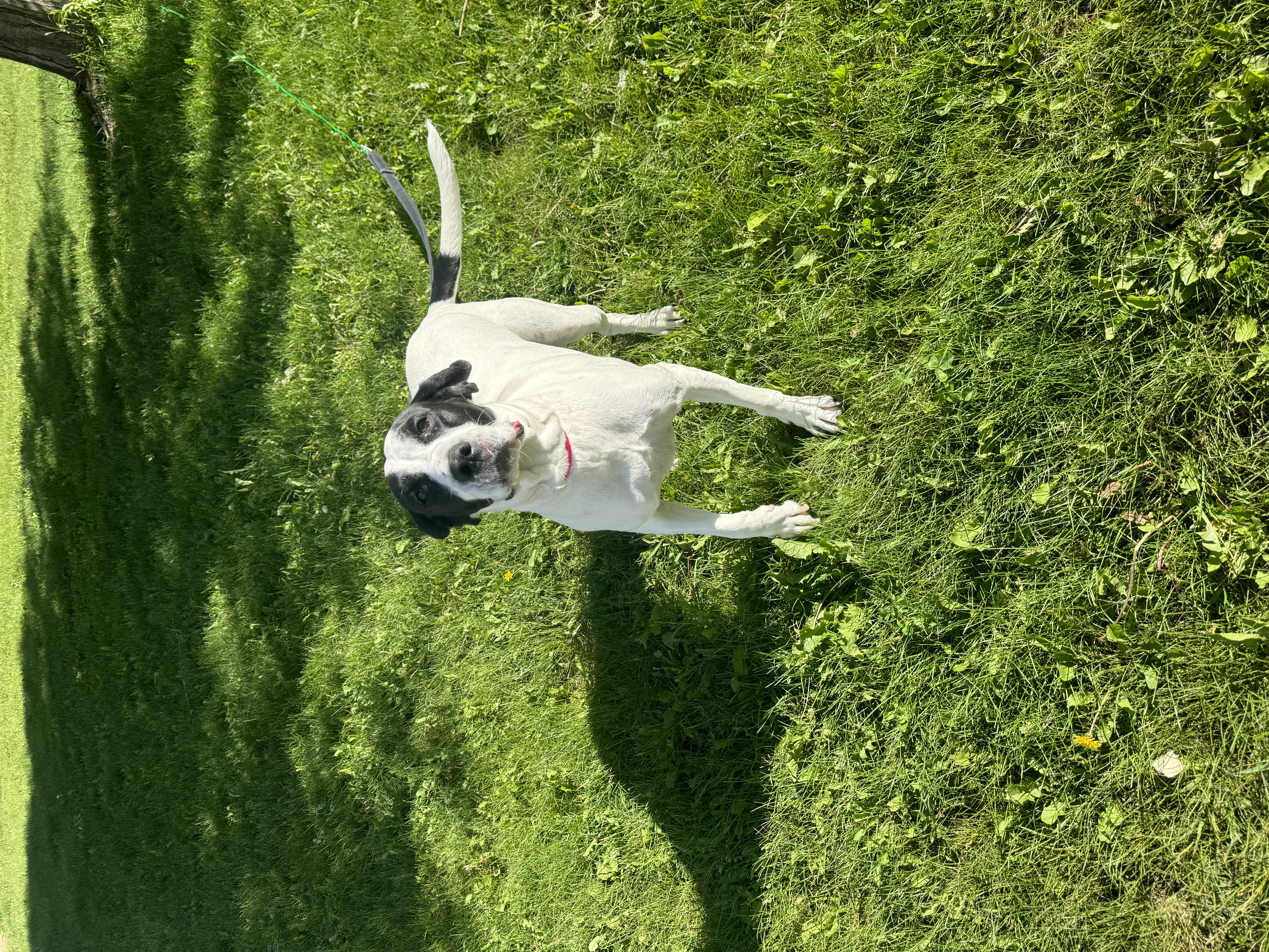 Enlarge Bella, a Adoptable mixed breed in Glenwood City, WI image 1/5