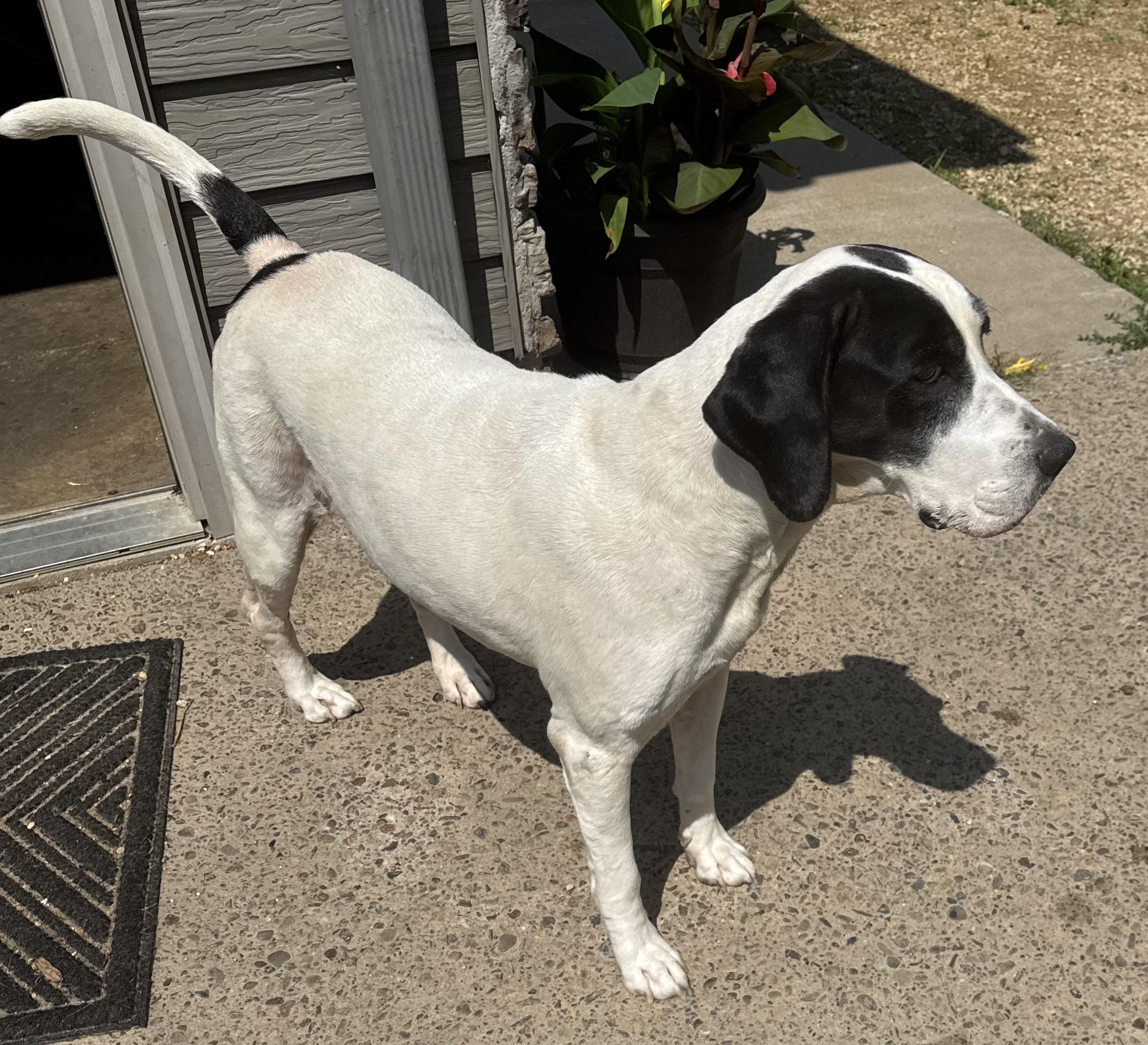 Enlarge Bella, a Adoptable mixed breed in Glenwood City, WI image 2/5