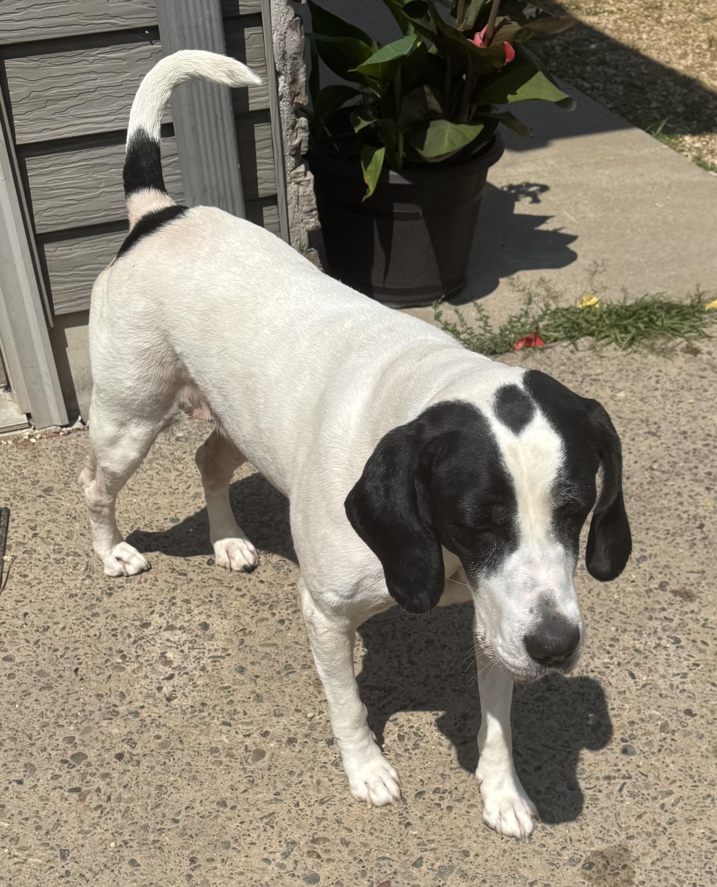 Bella, an adoptable Coonhound in Glenwood City, WI, 54013 | Photo Image 3