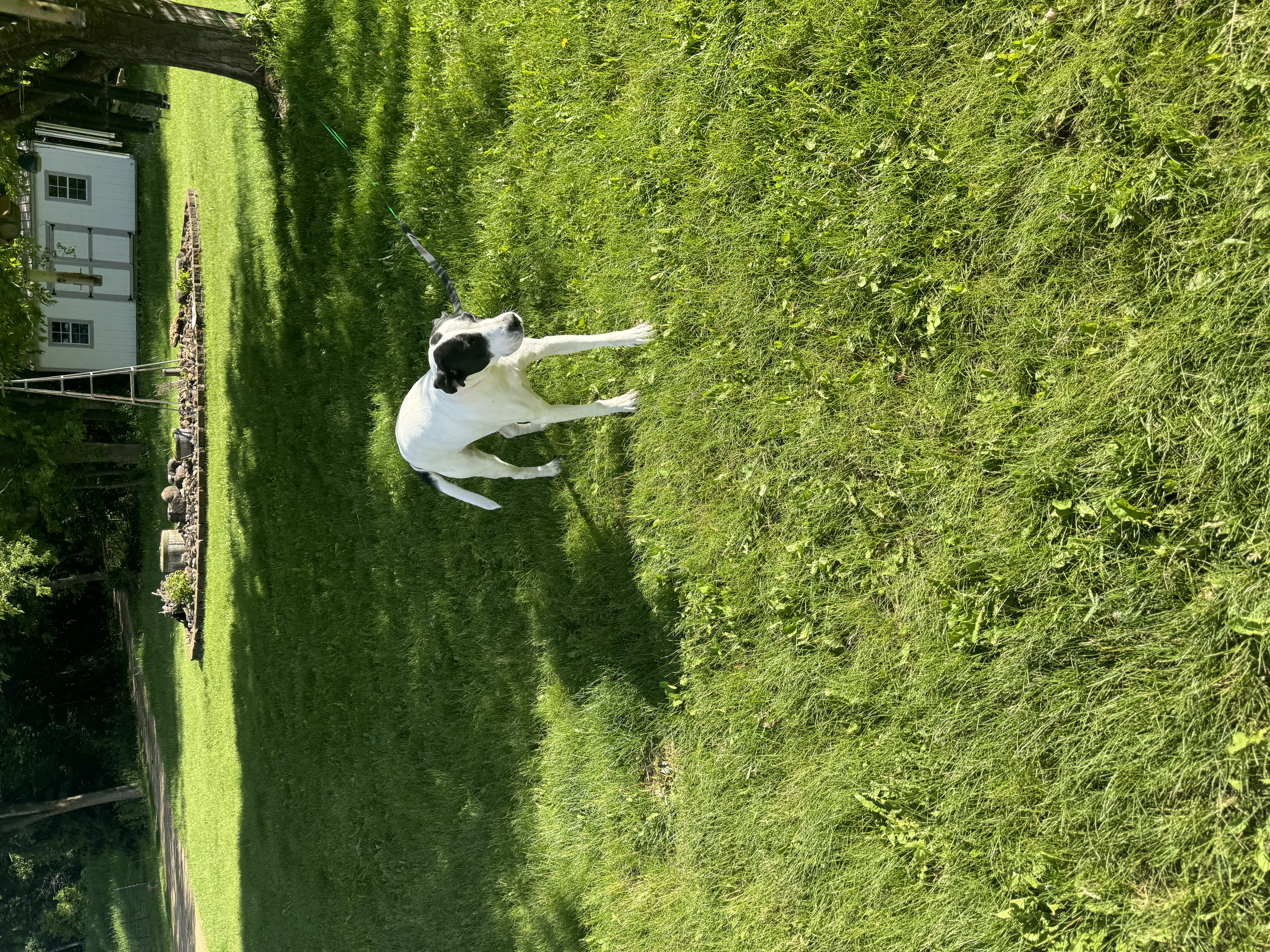 Bella photo 3
