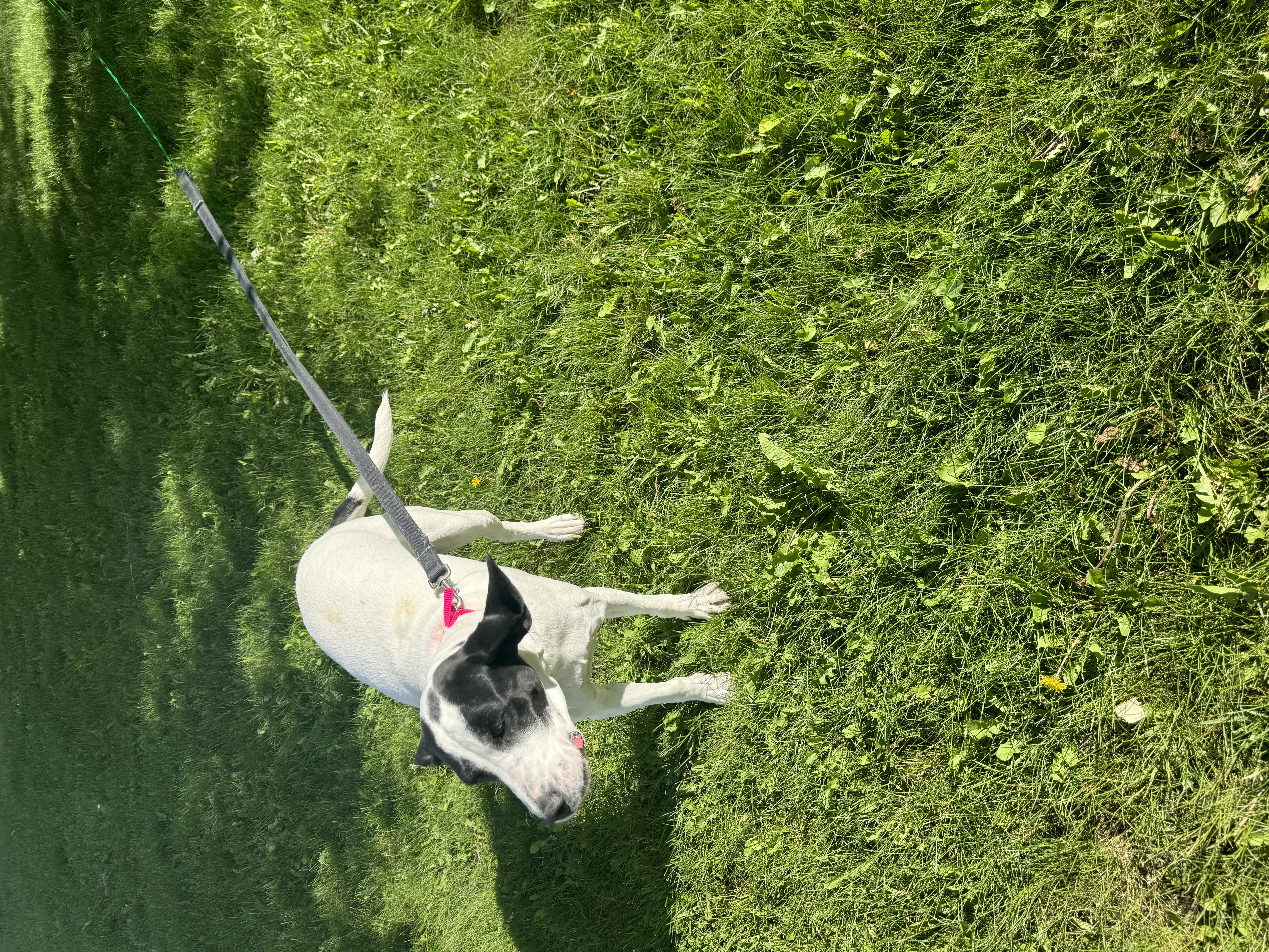 Bella photo 2