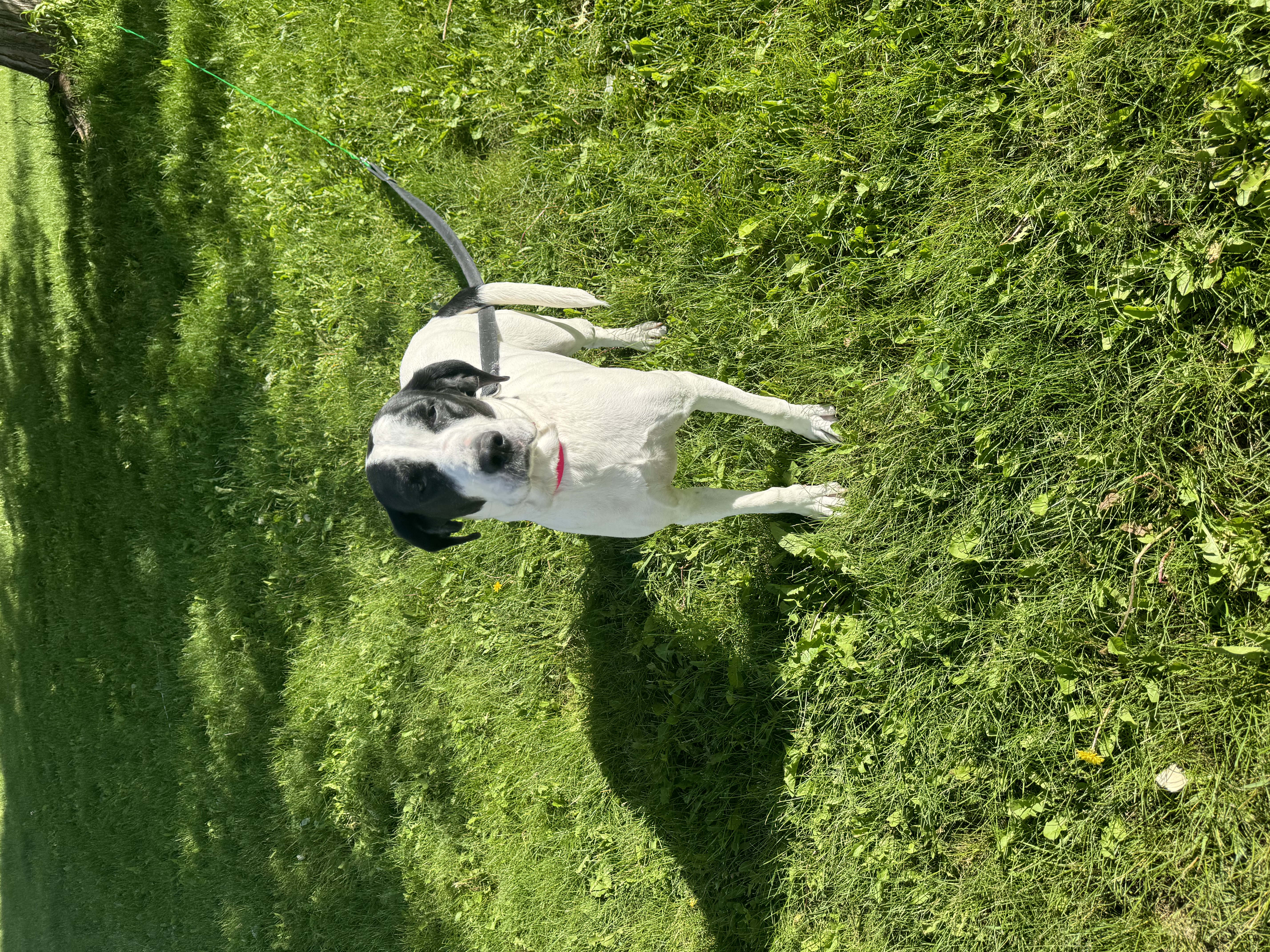 Enlarge Bella, a Adoptable mixed breed in Glenwood City, WI image 4/5