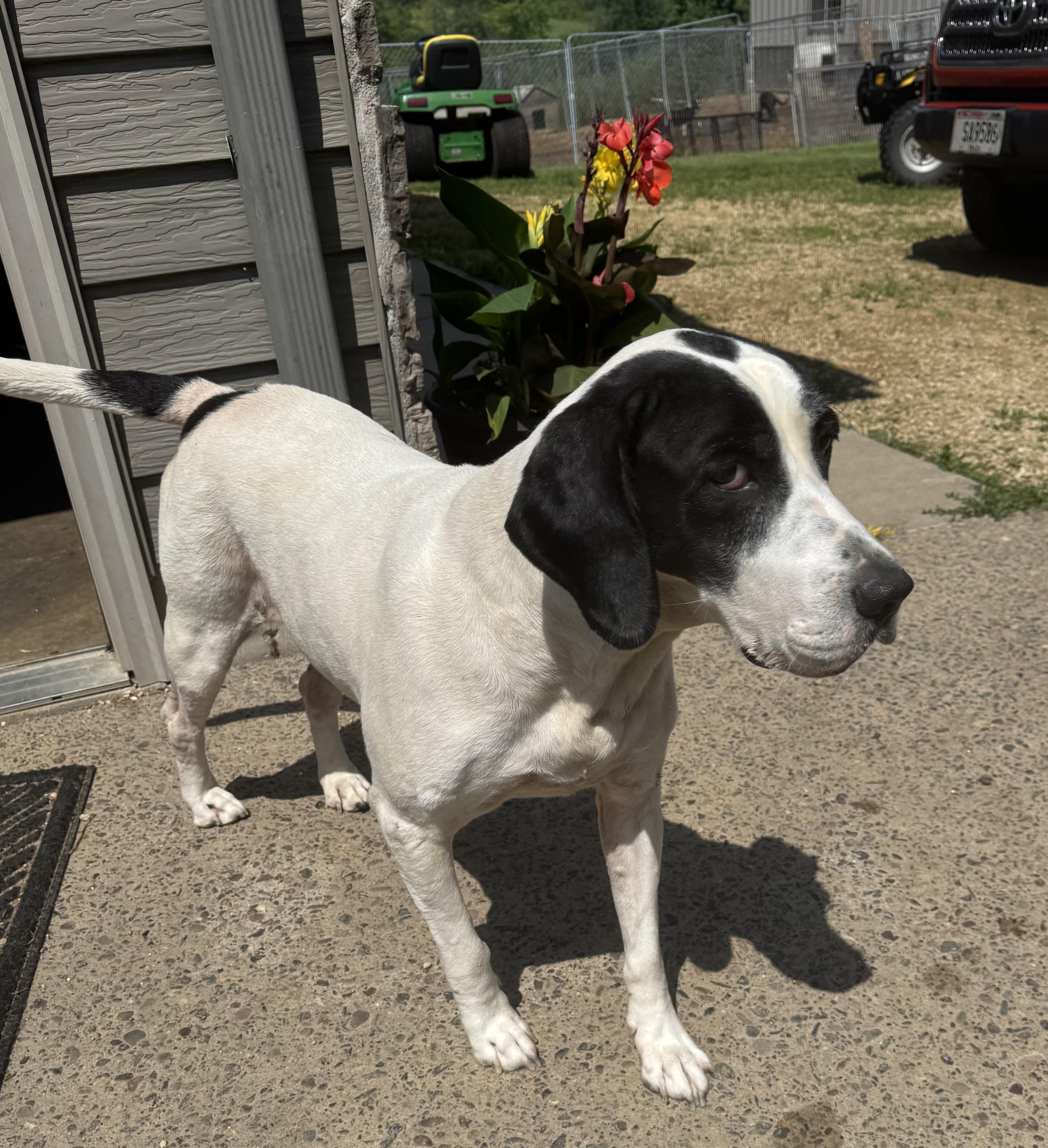 Bella, an adoptable Coonhound in Glenwood City, WI, 54013 | Photo Image 5