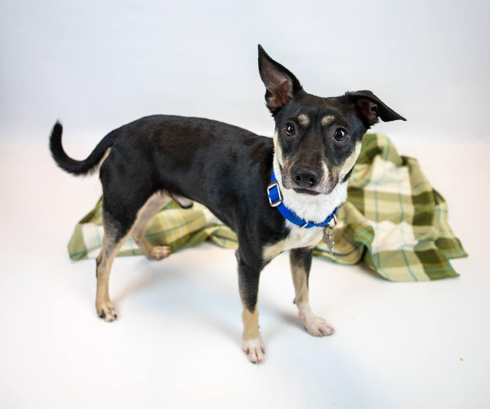 Enlarge Lexington, an adoptable mixed breed in Kennesaw, GA image 2/6